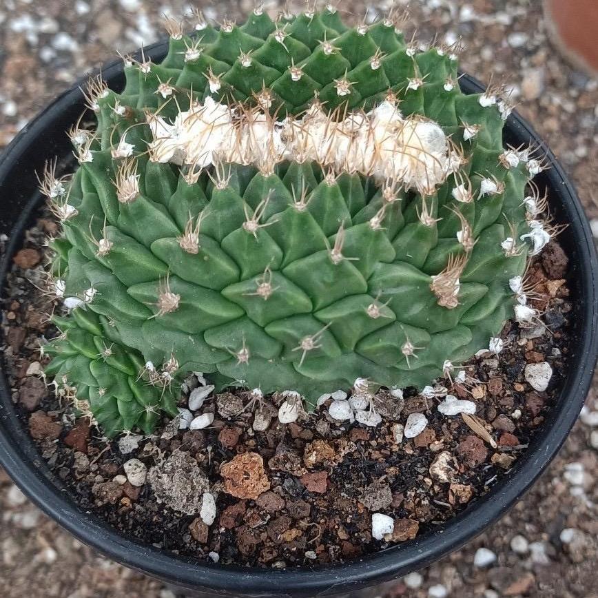 4-10cm Obregonia denegrii
