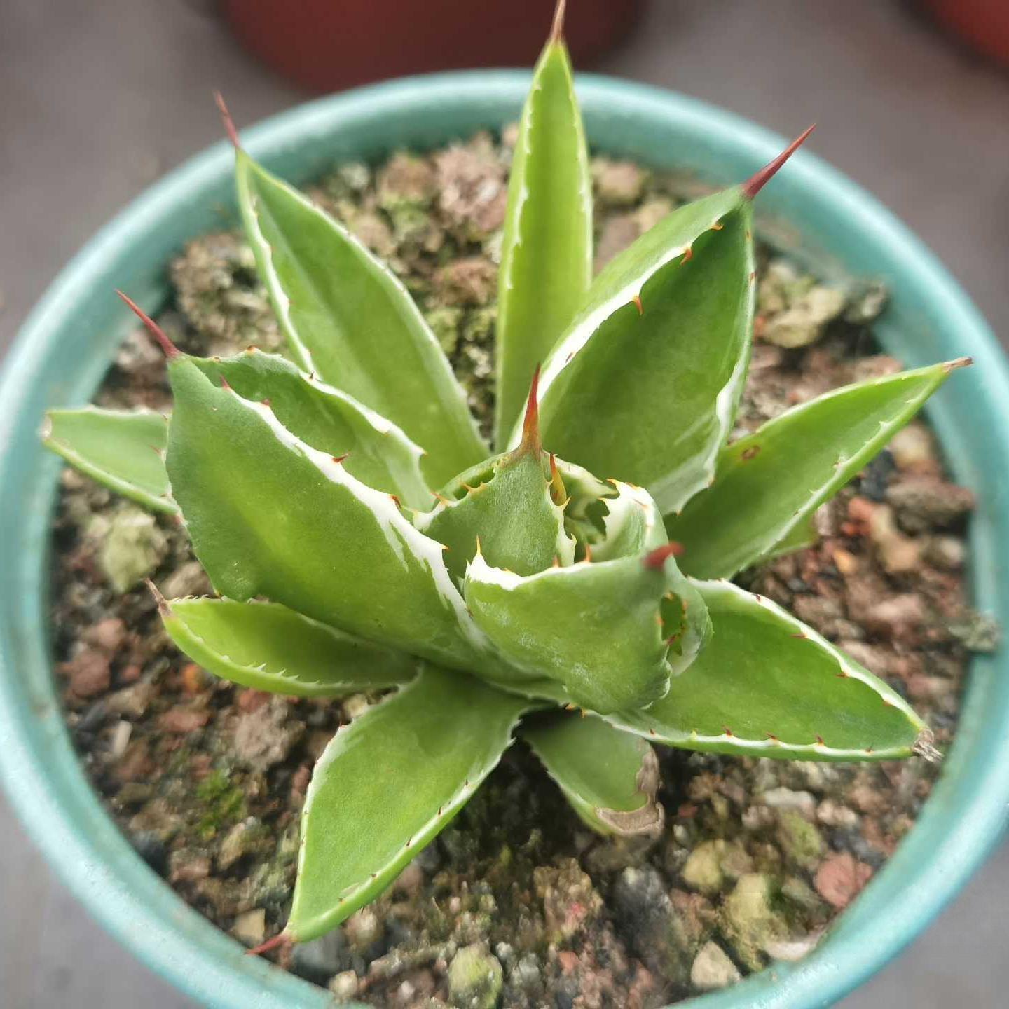 5-7cm Agave potatorum 'Cubic'VAR