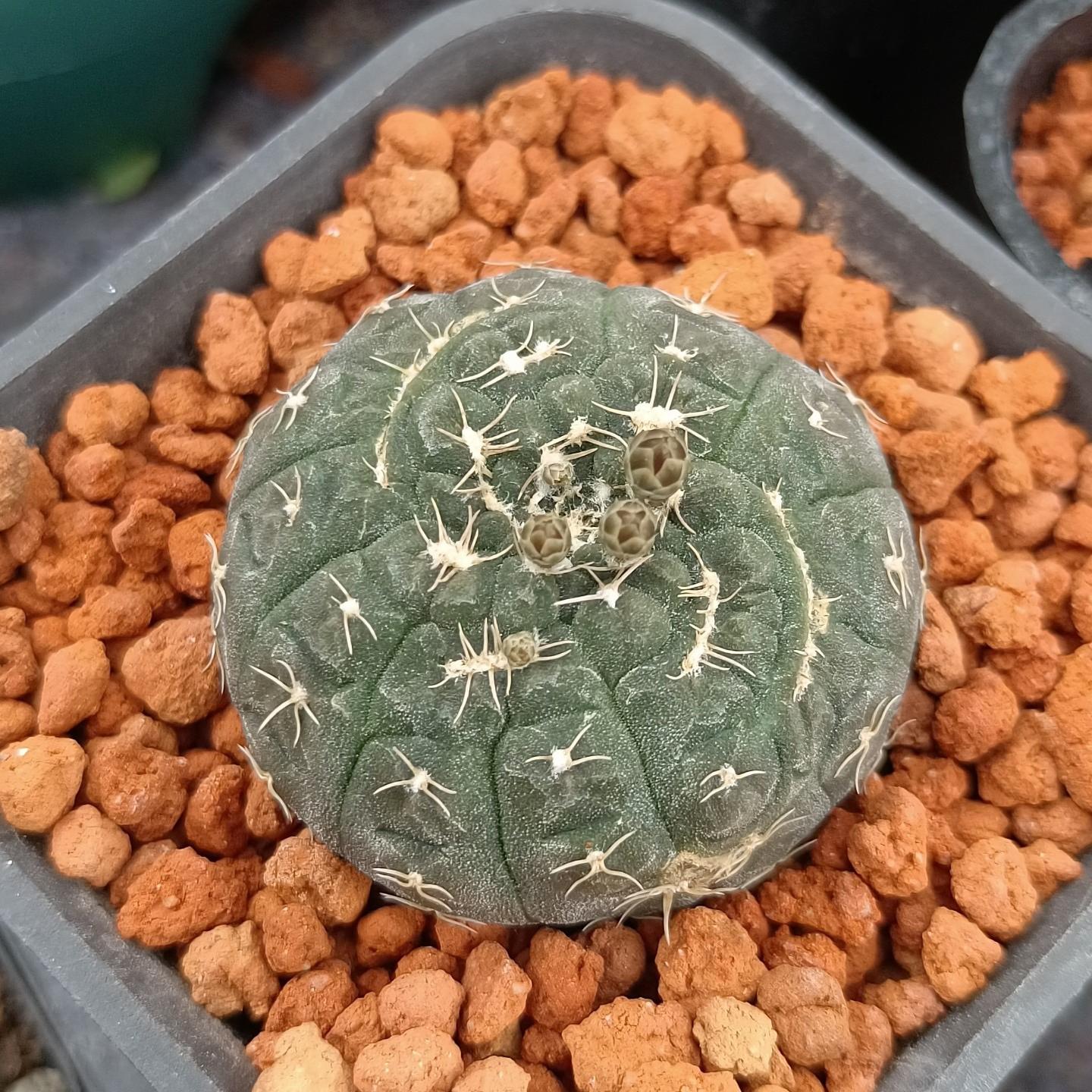 3-6cm Gymnocalycium ragonesei