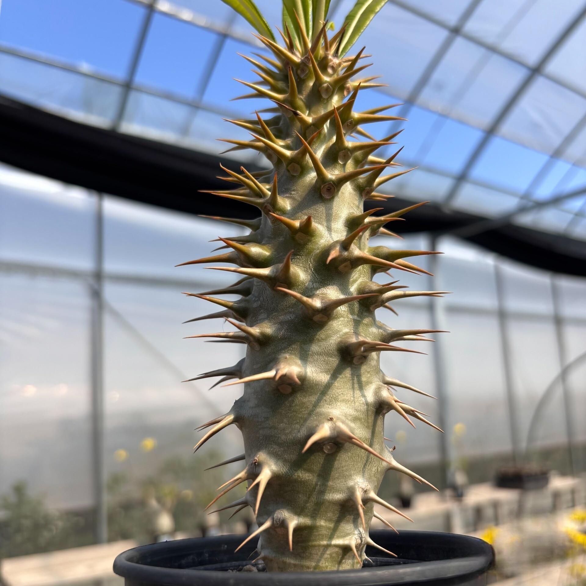 2-6cm pachypodium ambongense