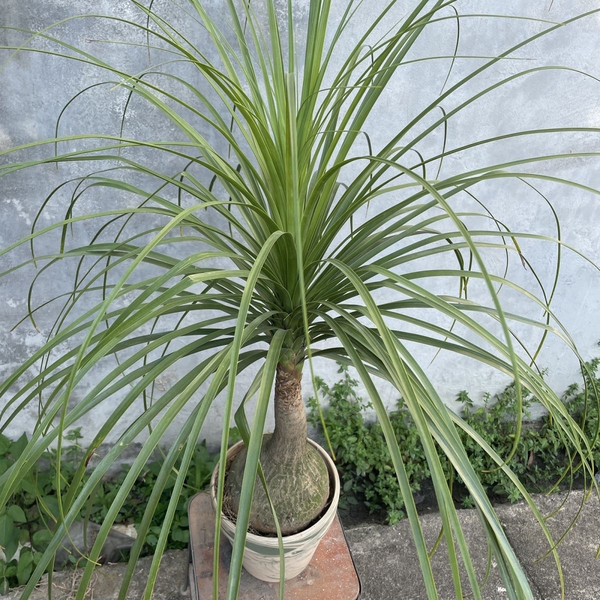 5-10cm Beaucarnea recurvata （Possible removal of some leaves）