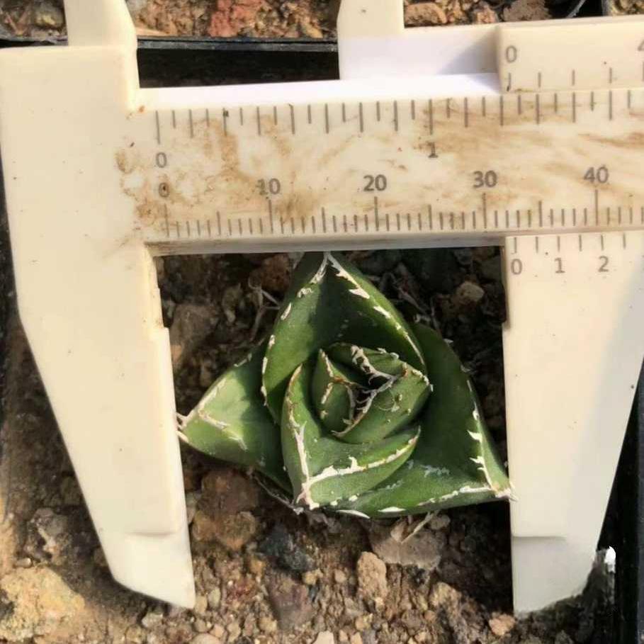 4-5cm Agave victoriae-reginae 'Super Wide'（tissue culture）