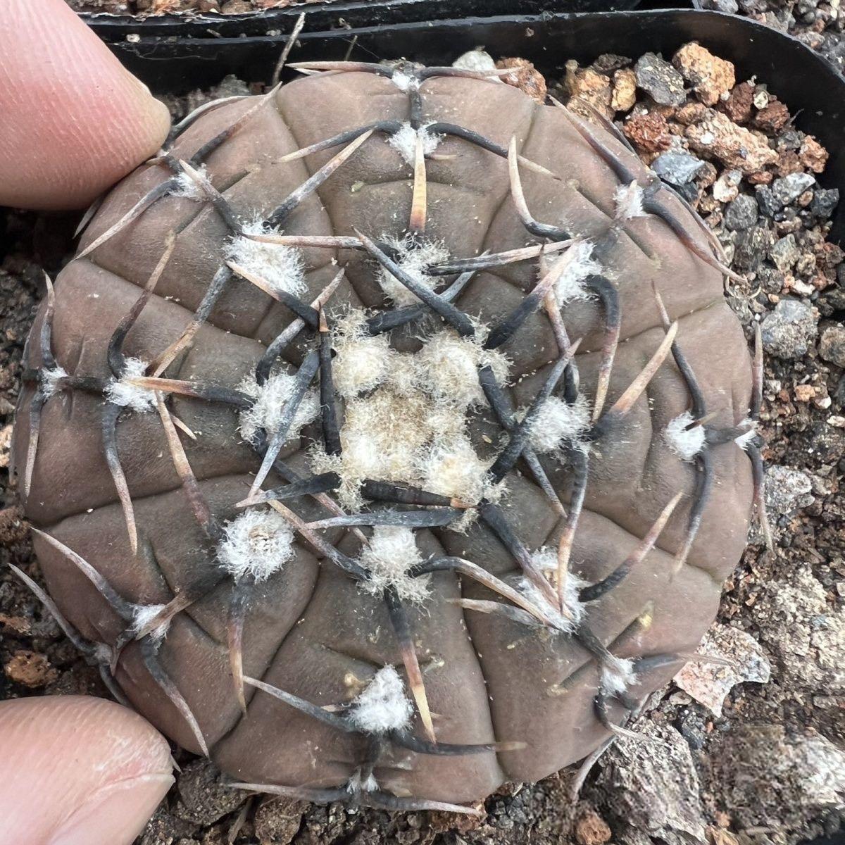 4-5cm Gymnocalycium bodenbenderianum