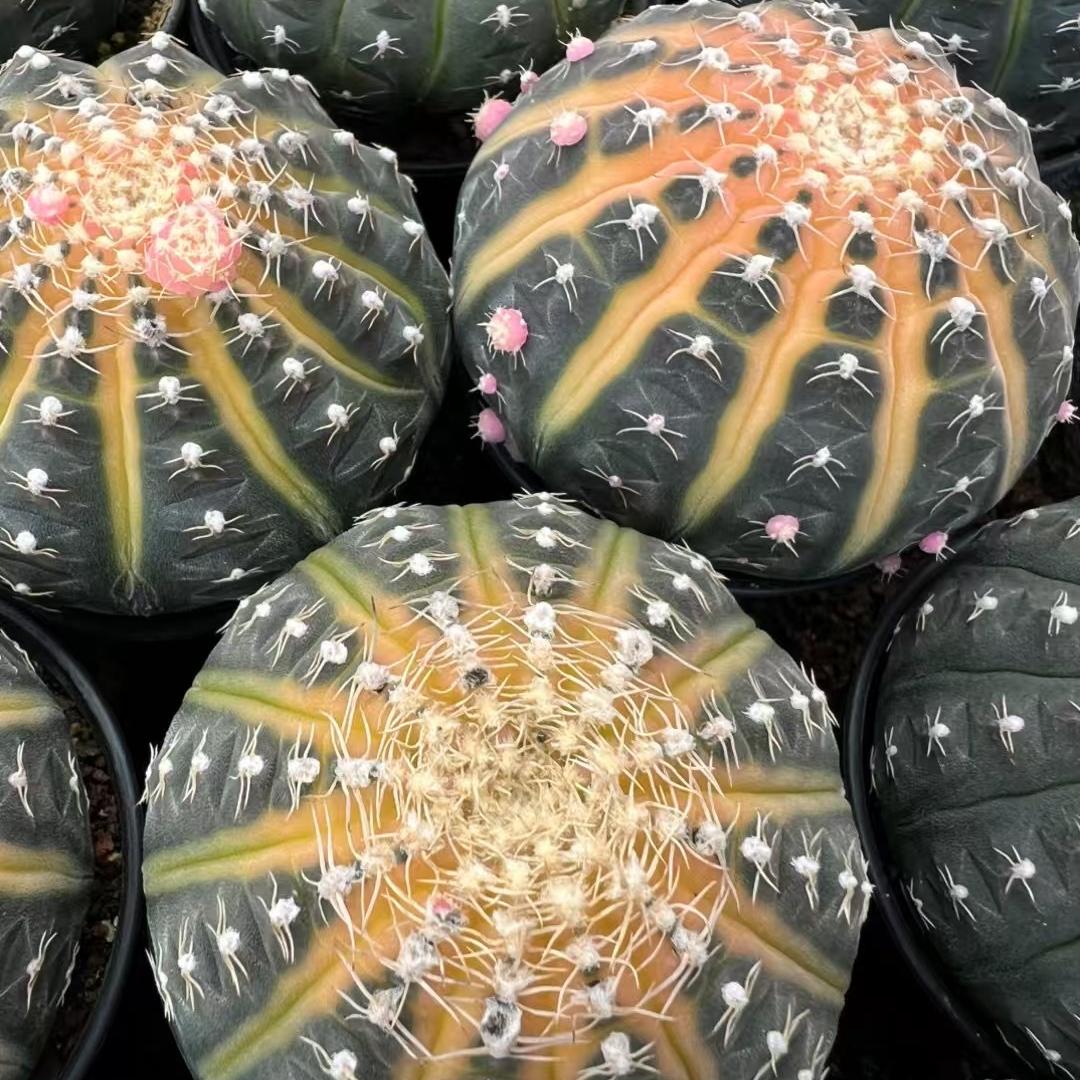 3-6cm Gymnocalycium ragonesei