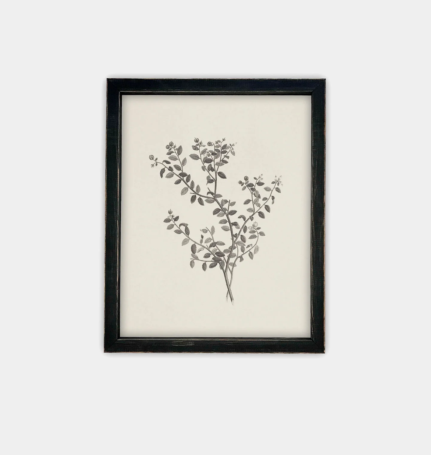 Botanical Sketch Framed Print