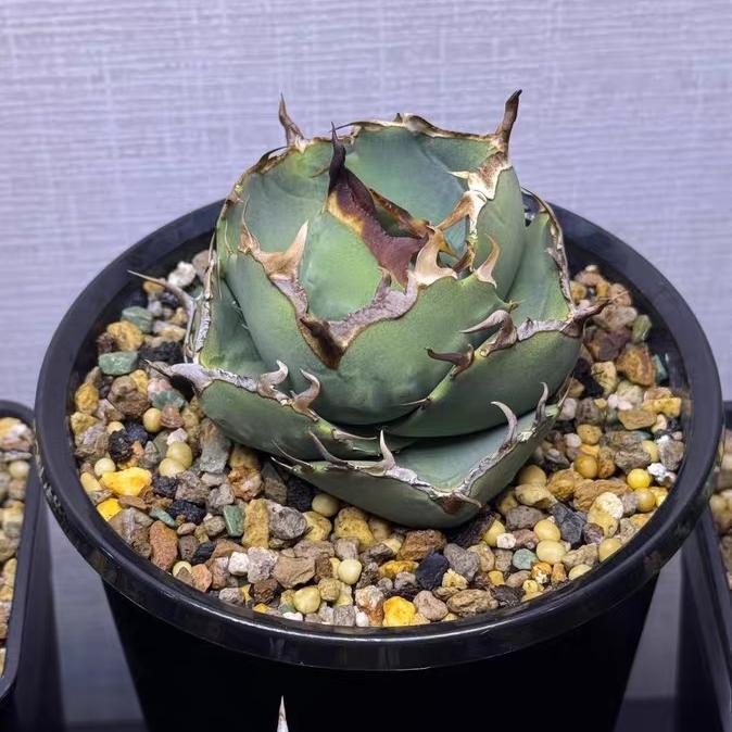 2-10cm Agave Titanota Juggernaut