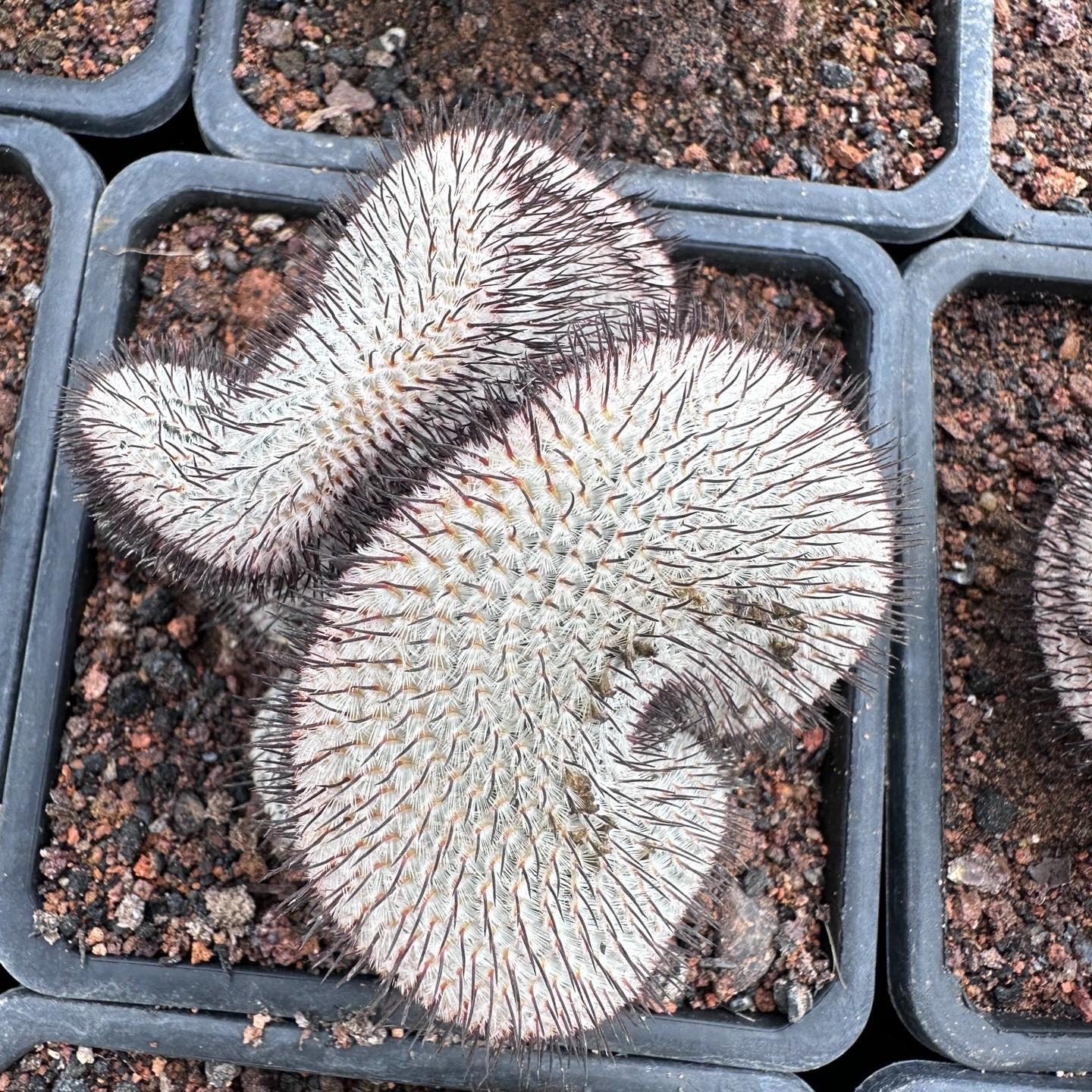 5-8cm Mammillaria perezdelarosae（（variegated）
