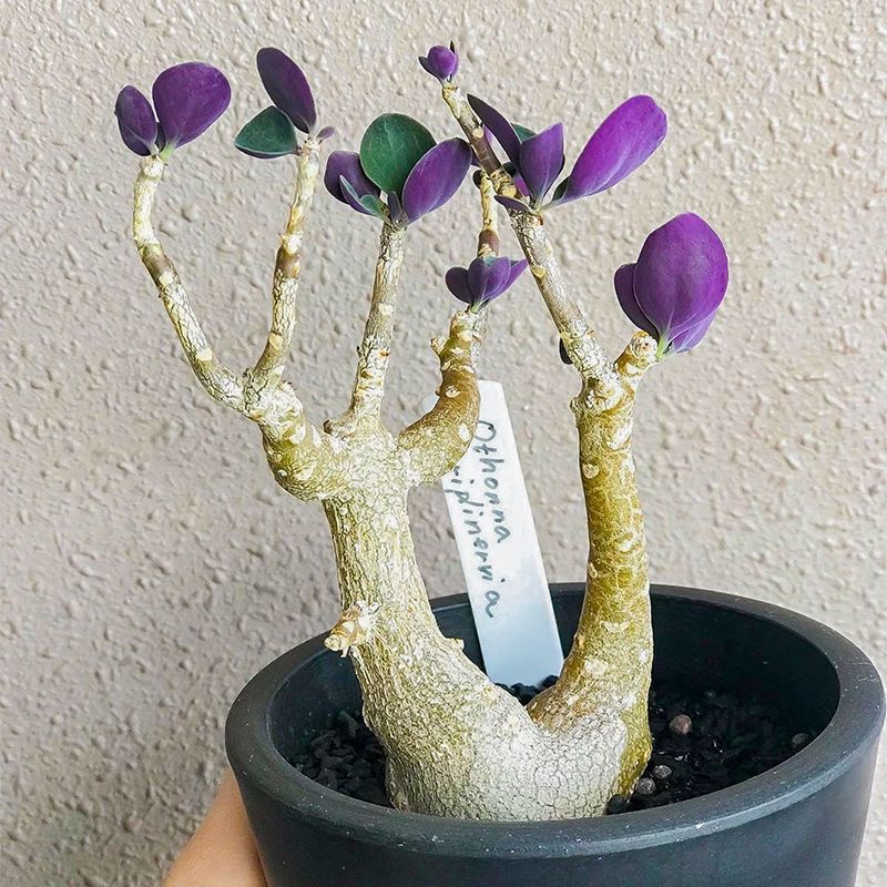 2-3cm Othonna triplinervia