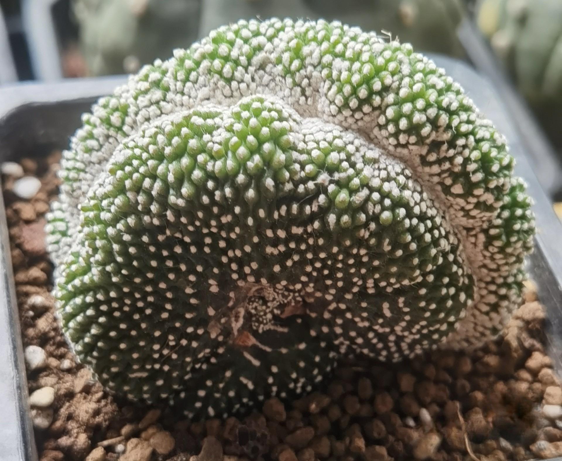 5-10cm  Blossfeldia liliputanaWerderm.