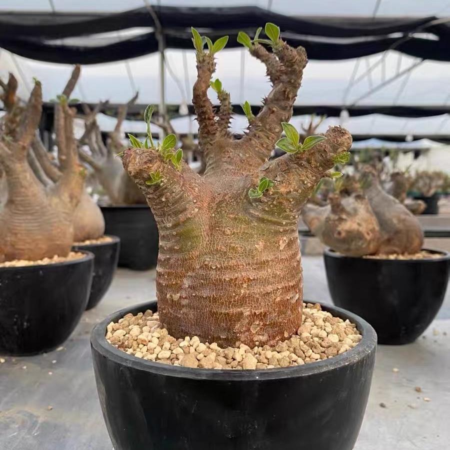 2-6cm Pachypodium rosulatum subsp. makayense