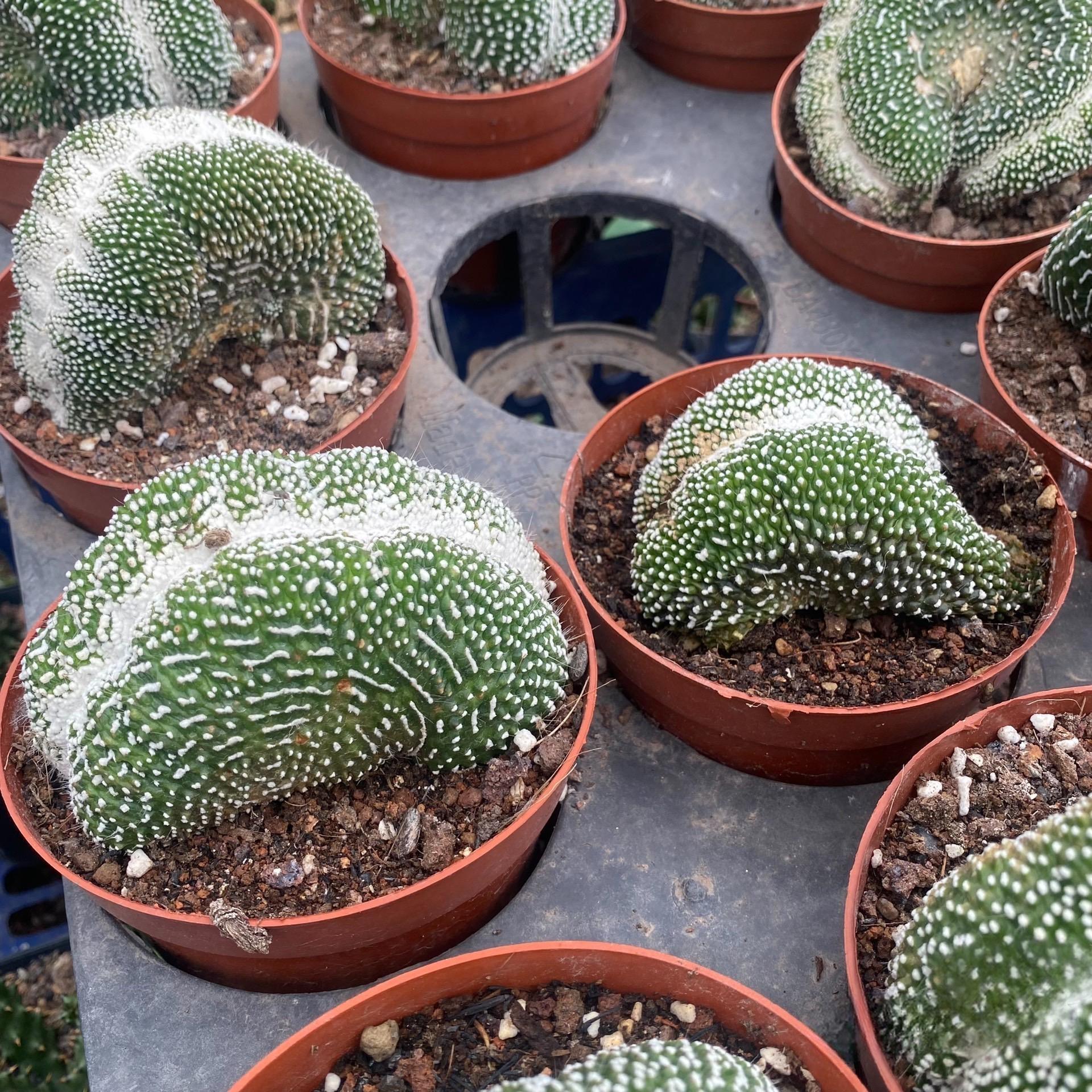5-10cm  Blossfeldia liliputanaWerderm.