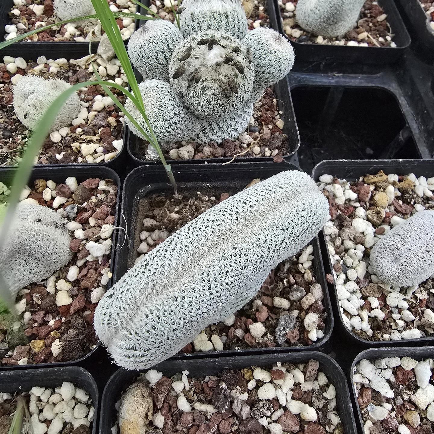 2-10cm Epithelantha micromeris
