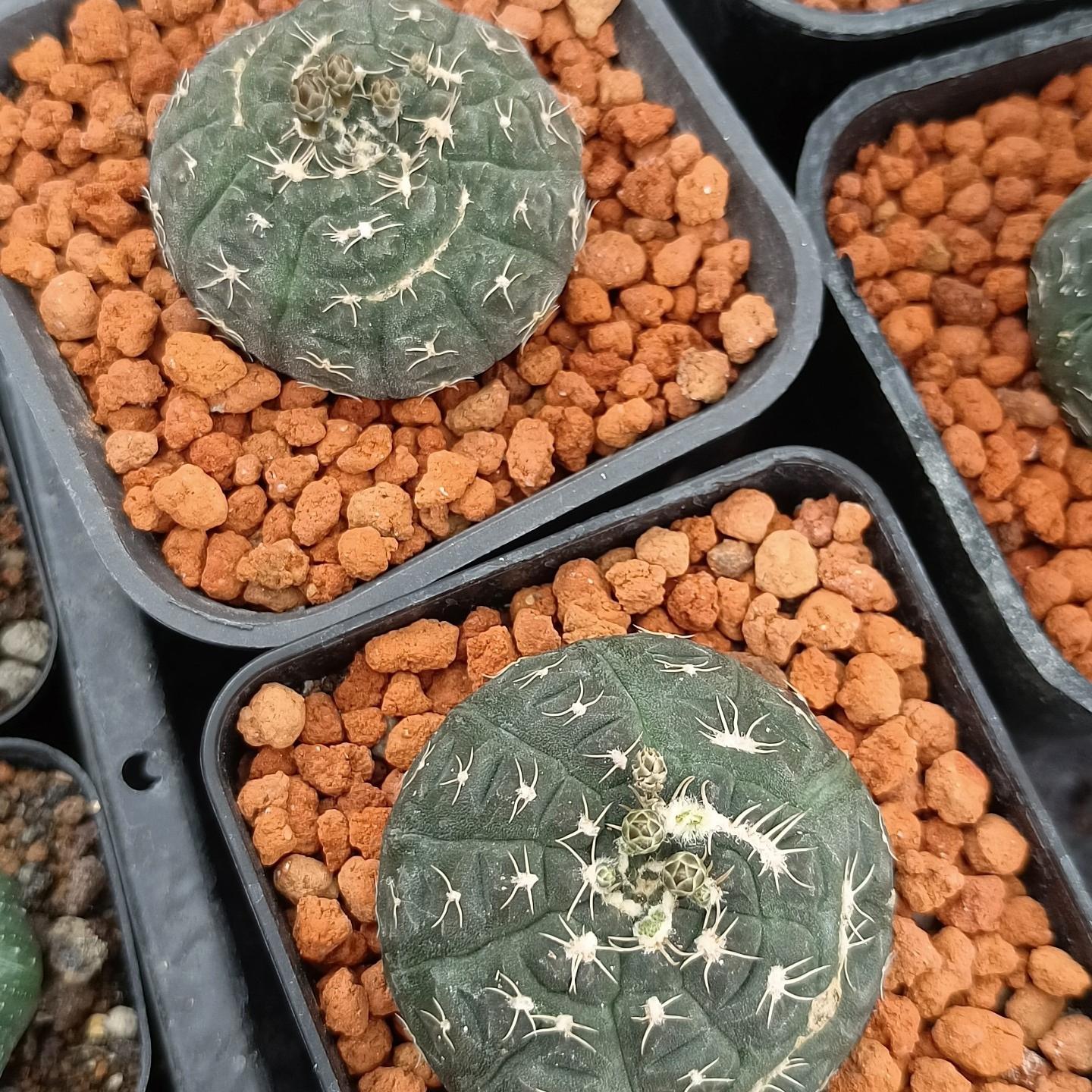 3-6cm Gymnocalycium ragonesei