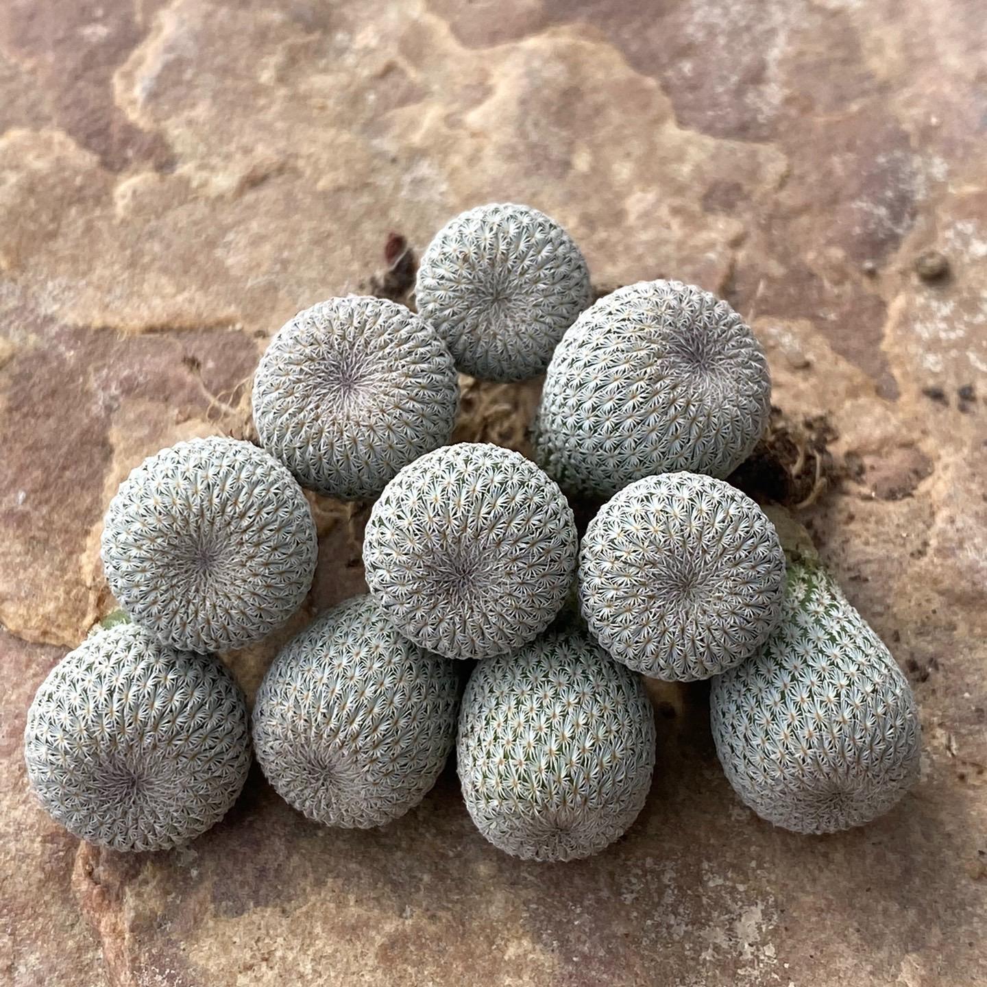 2-10cm Epithelantha micromeris