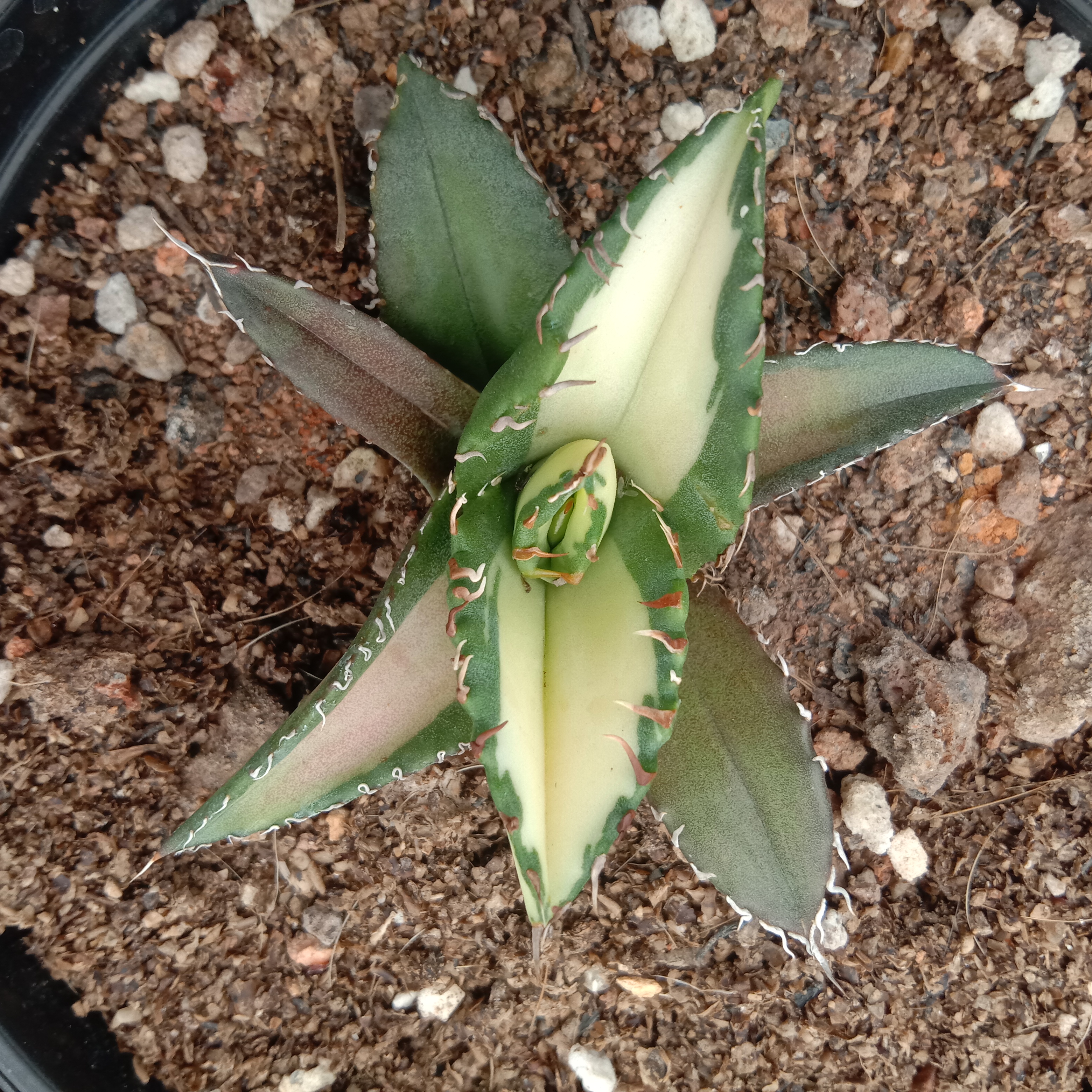 6-10cm Agave Titanota Fujian White Whale