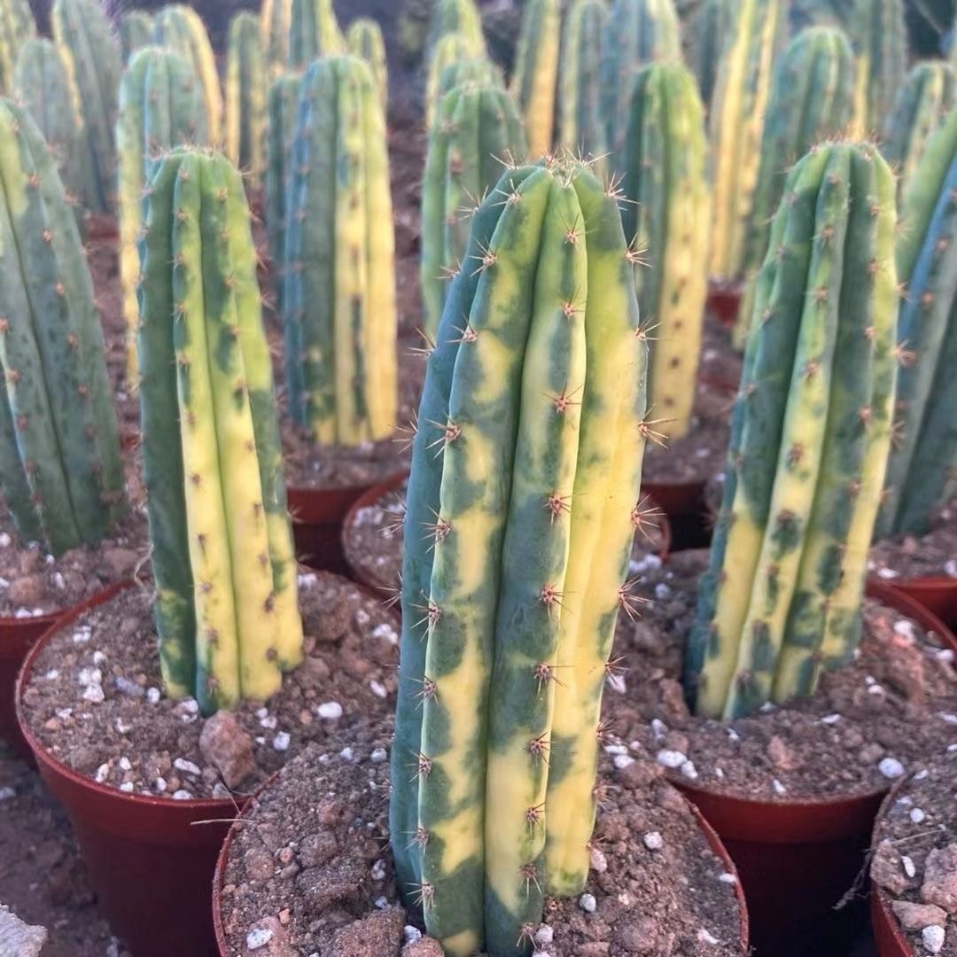 5-10cm Trichocereus Pachanoi