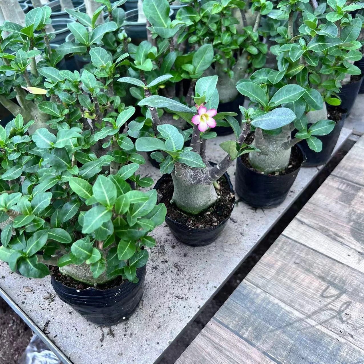 4-12cm Adenium arabicum 'Godji'