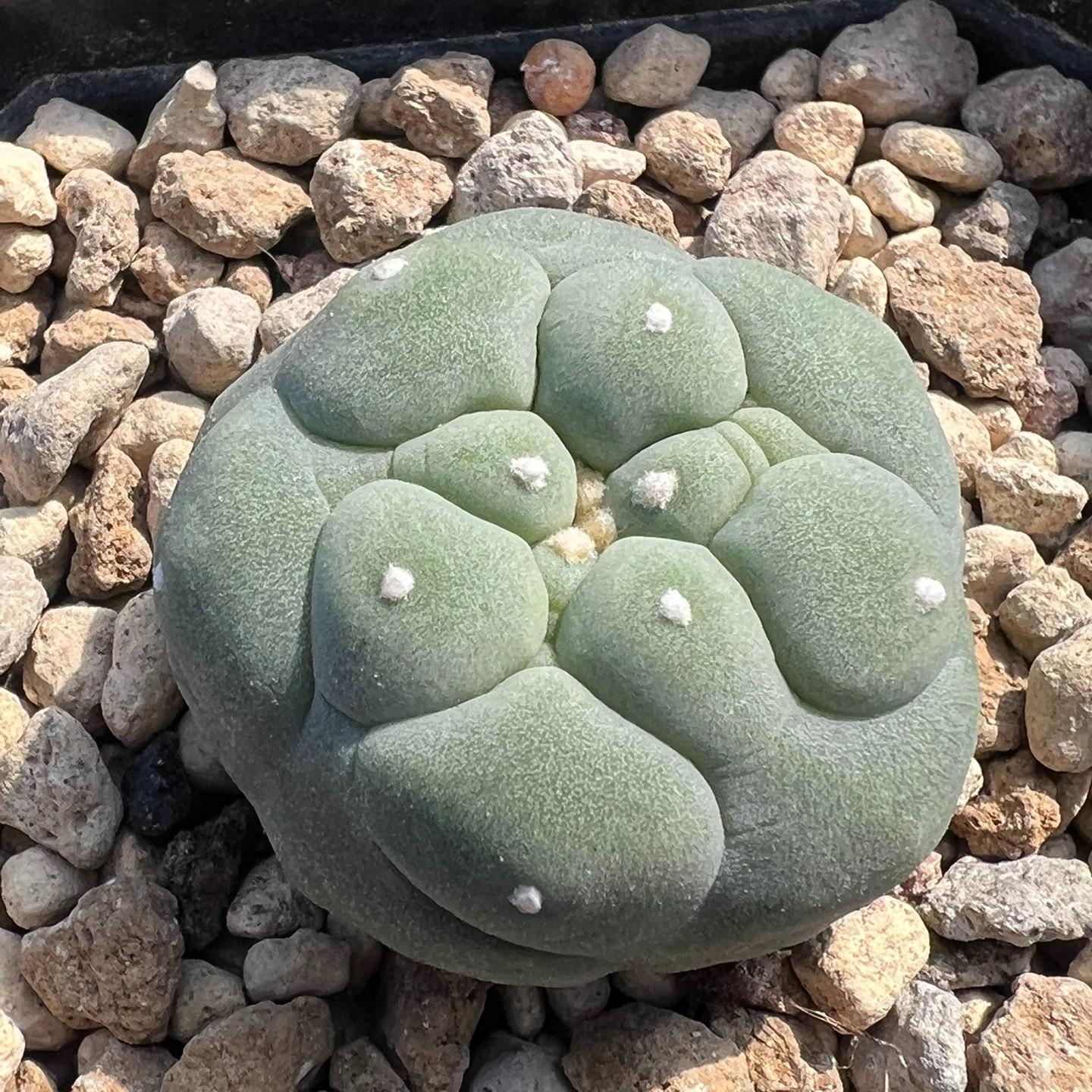 Lophophora diffusa cactus （single head）