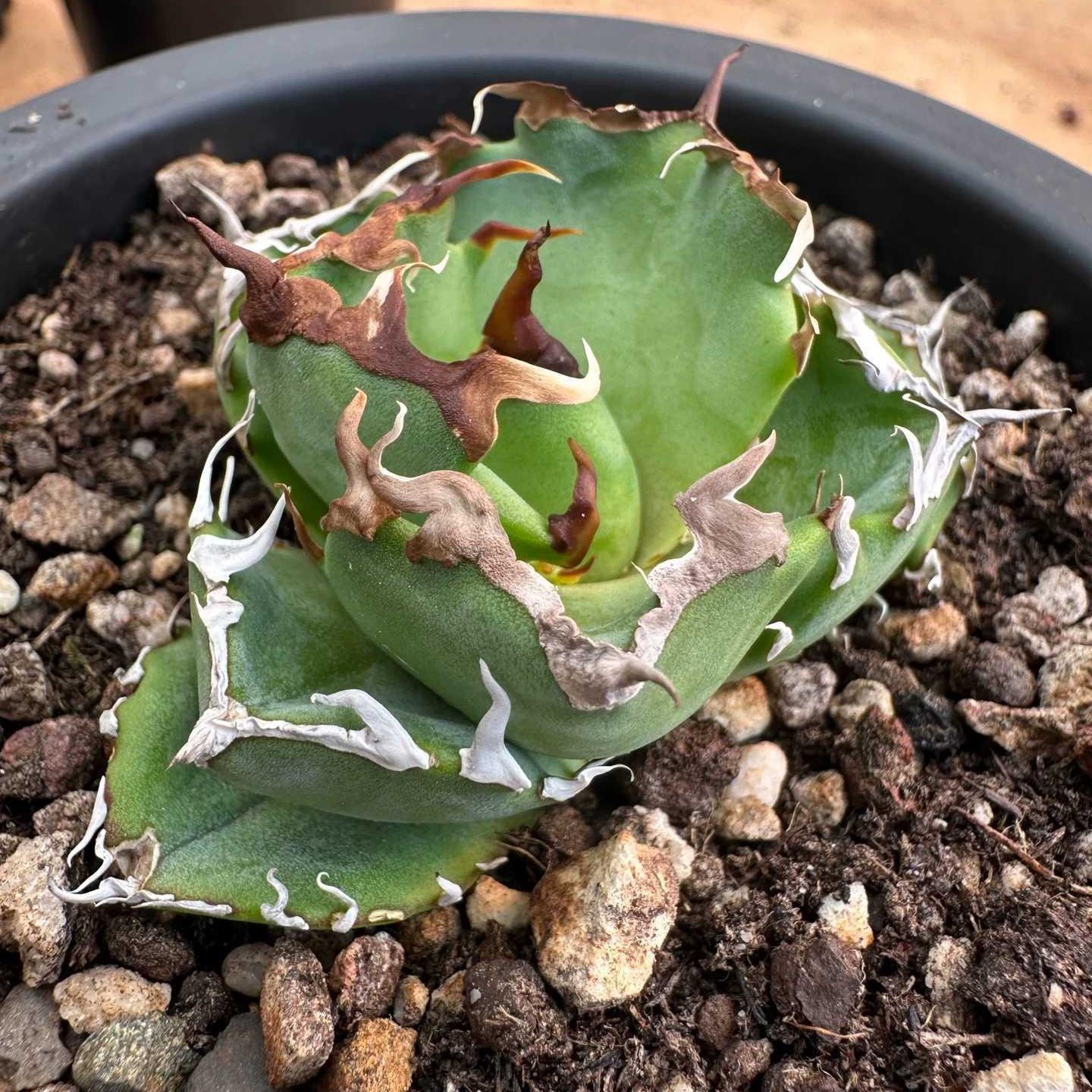 5-7cm Agave titanota  Crab