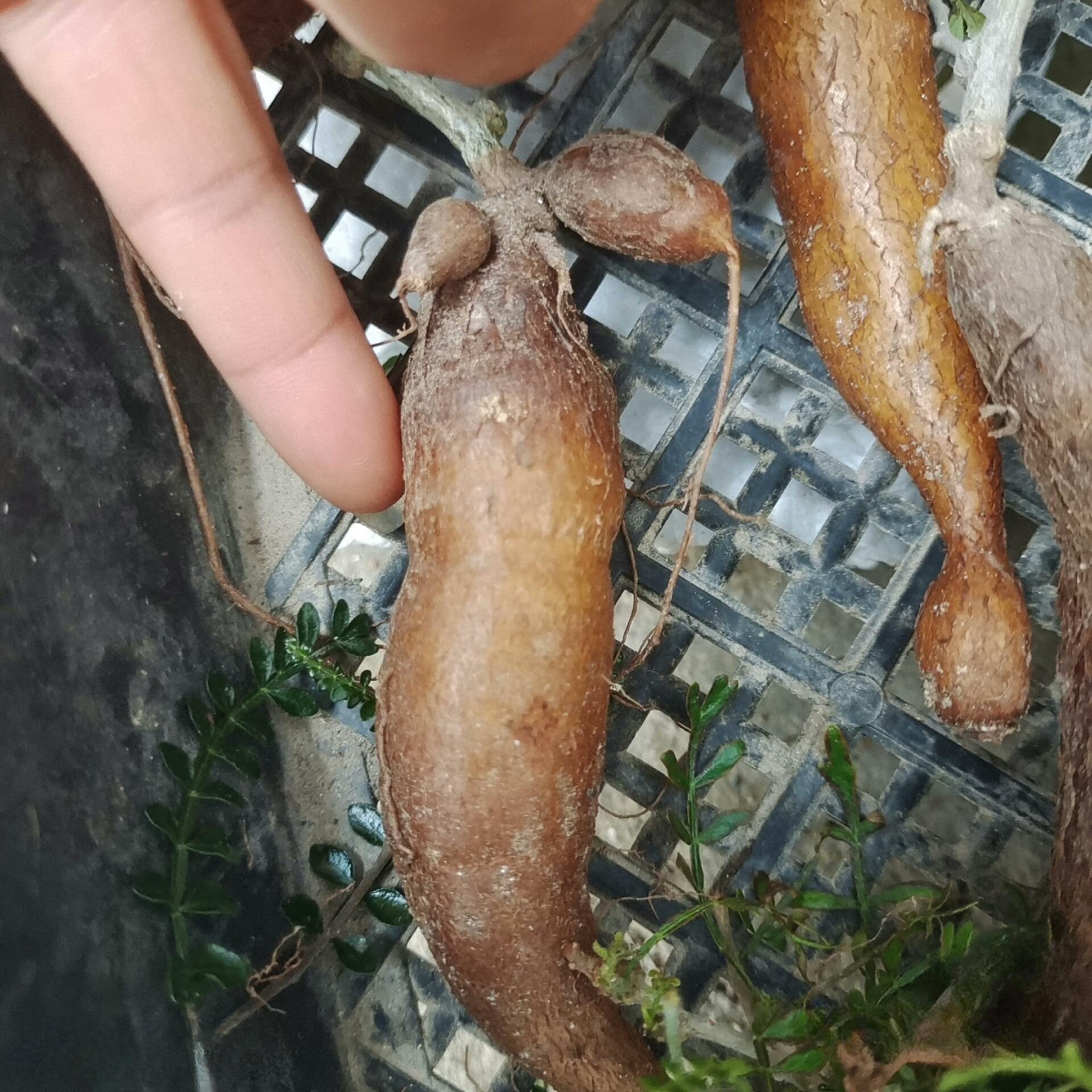 1.5-2cm Operculicarya pachypus