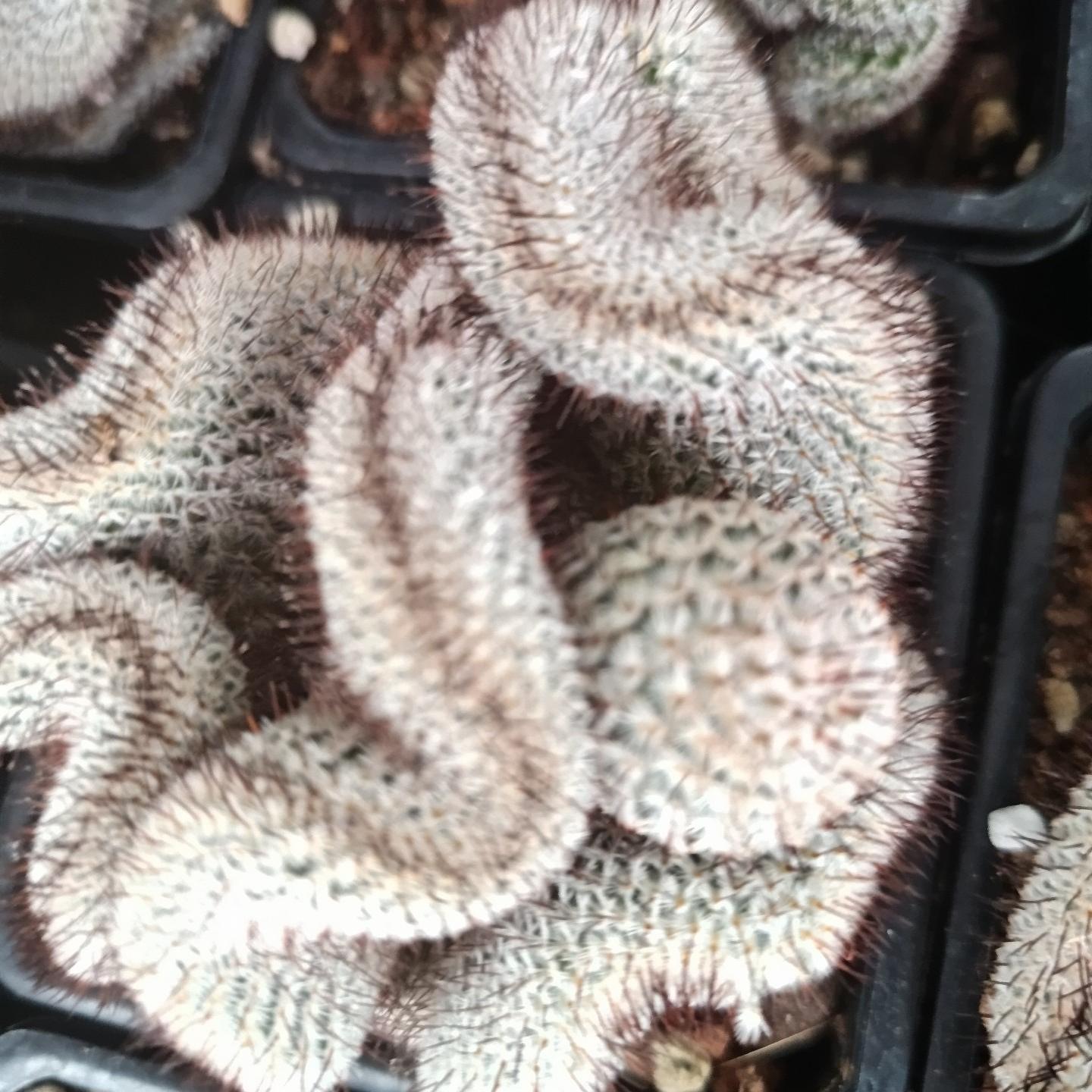5-8cm Mammillaria perezdelarosae（（variegated）