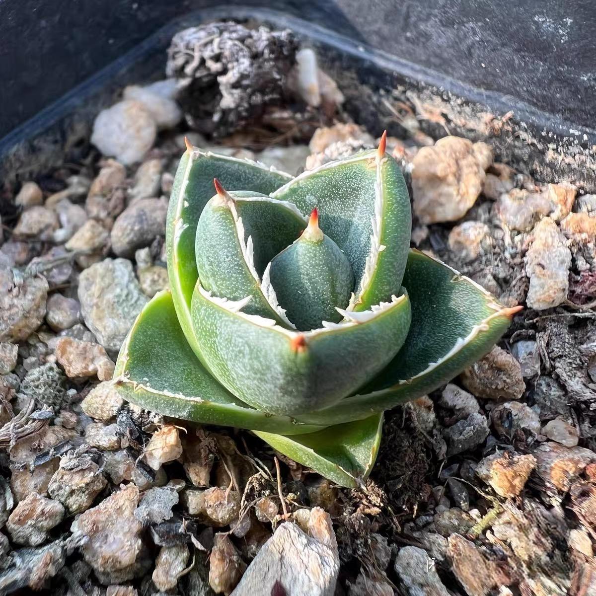 2cm Agave filifera var. compacta (A)（subadult）