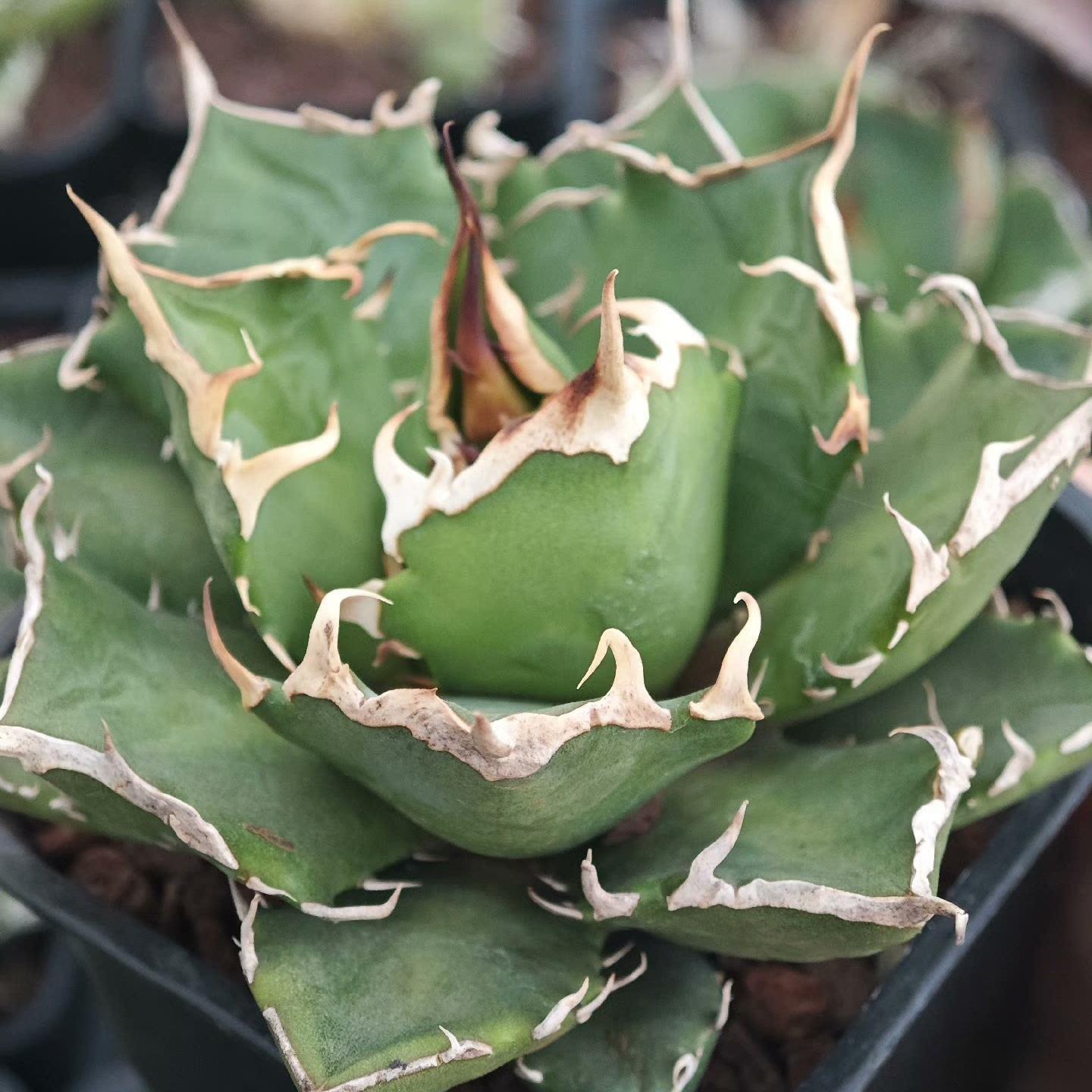 5-14cm Agave titanota “crazy”