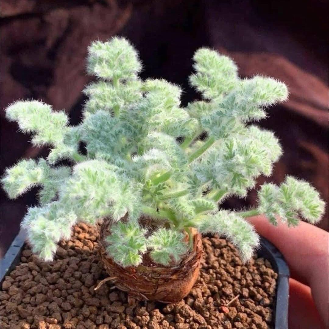 1.5-6cm Pelargonium triste