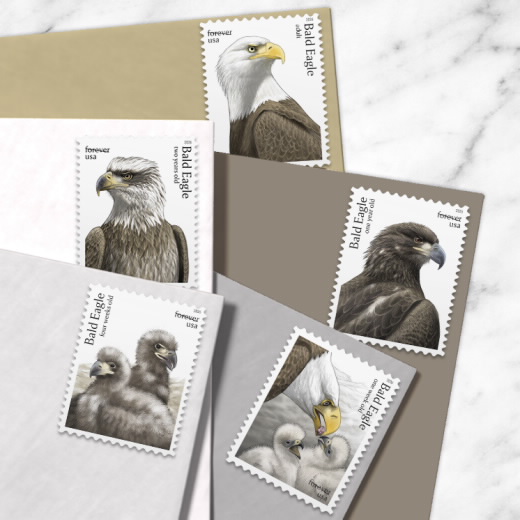 Bald Eagle: Hatchling to Adult 2026