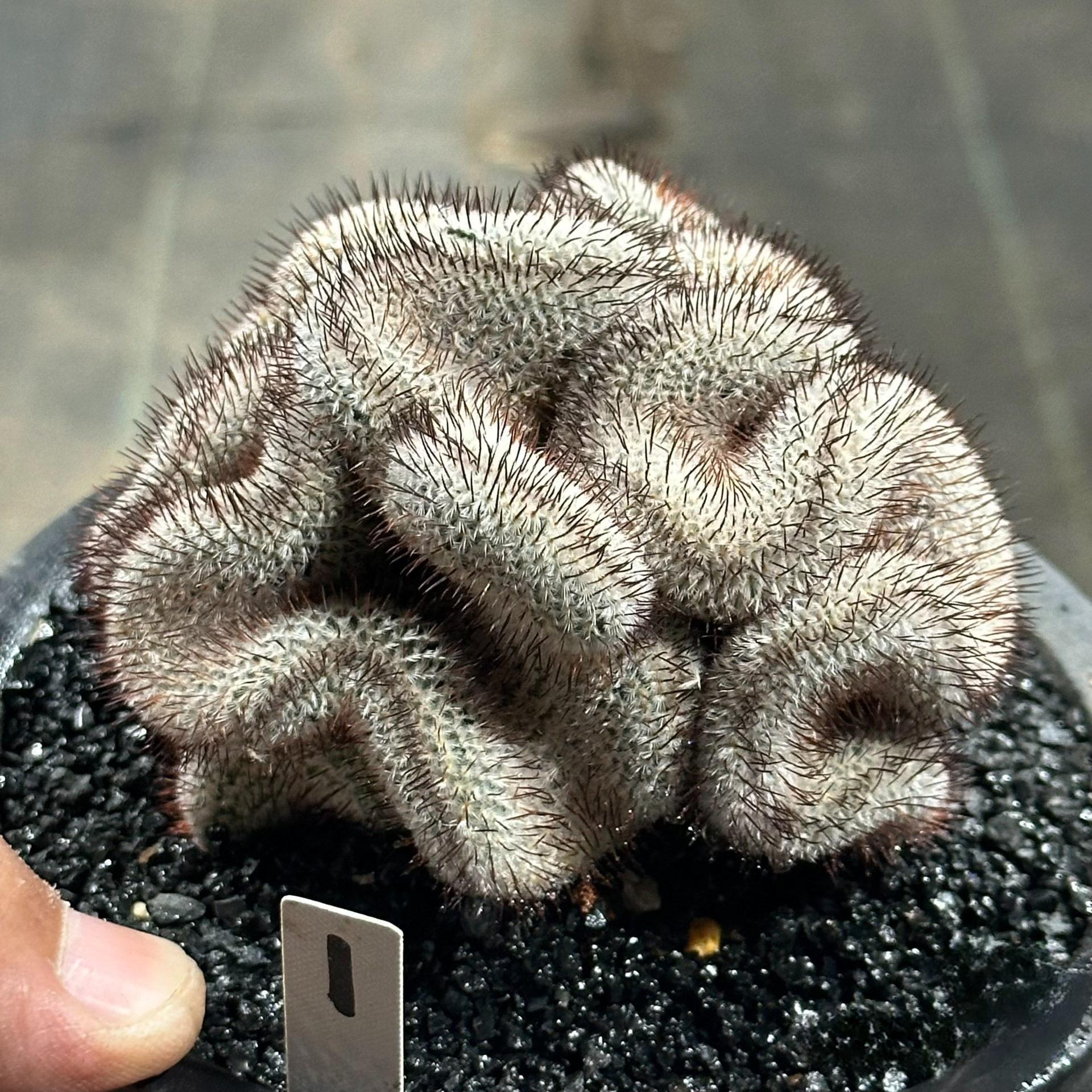 5-8cm Mammillaria perezdelarosae（（variegated）