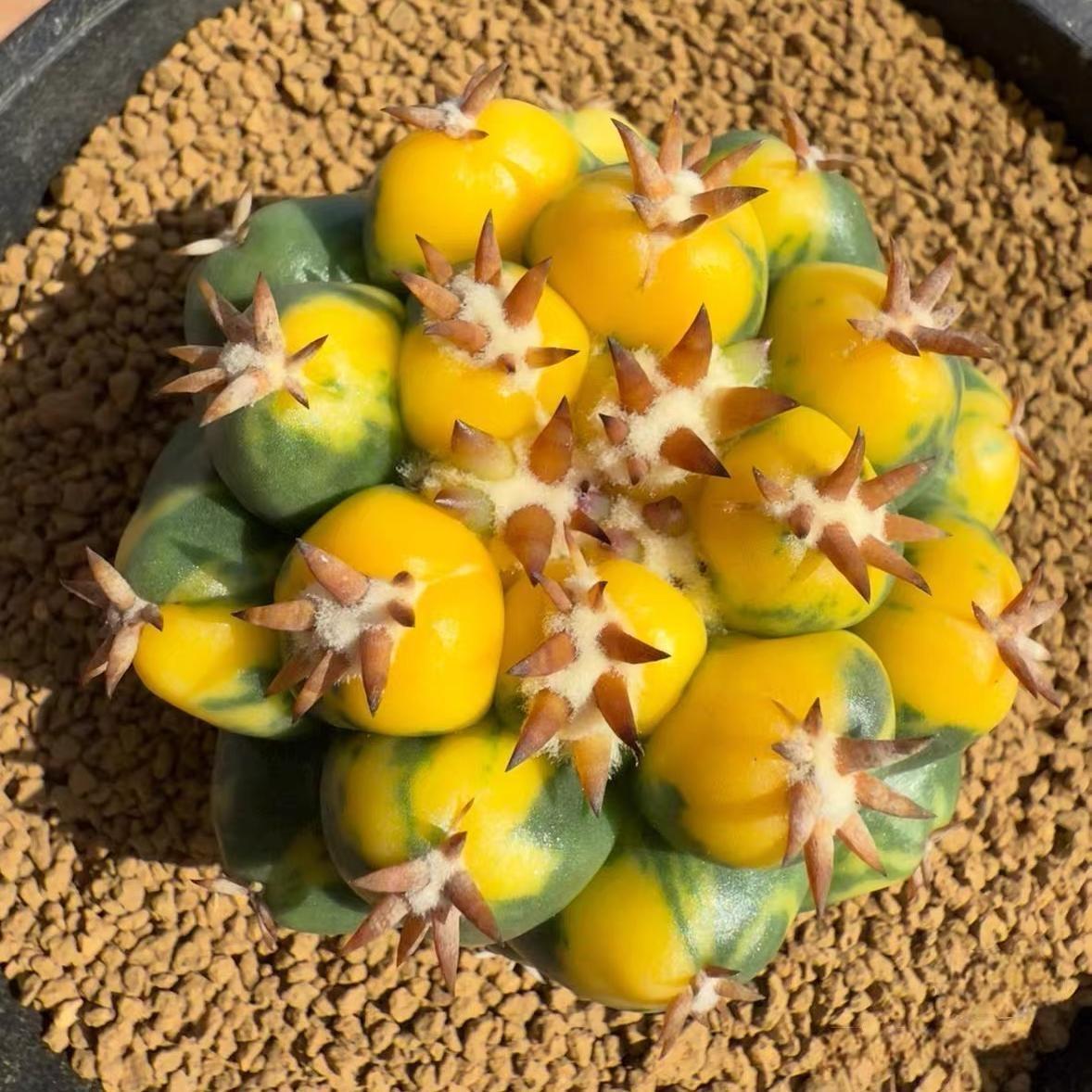 5-10cm Coryphantha elephantidens
