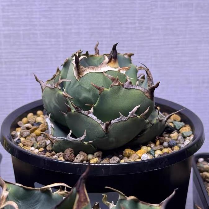 2-10cm Agave Titanota Juggernaut