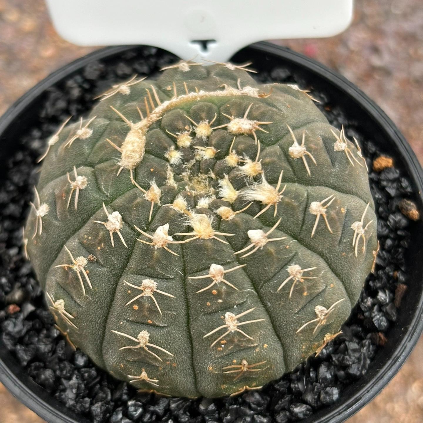 3-6cm Gymnocalycium ragonesei