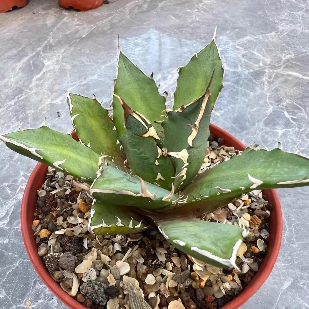 8-10cm Agave titanota  Crab（subadult）