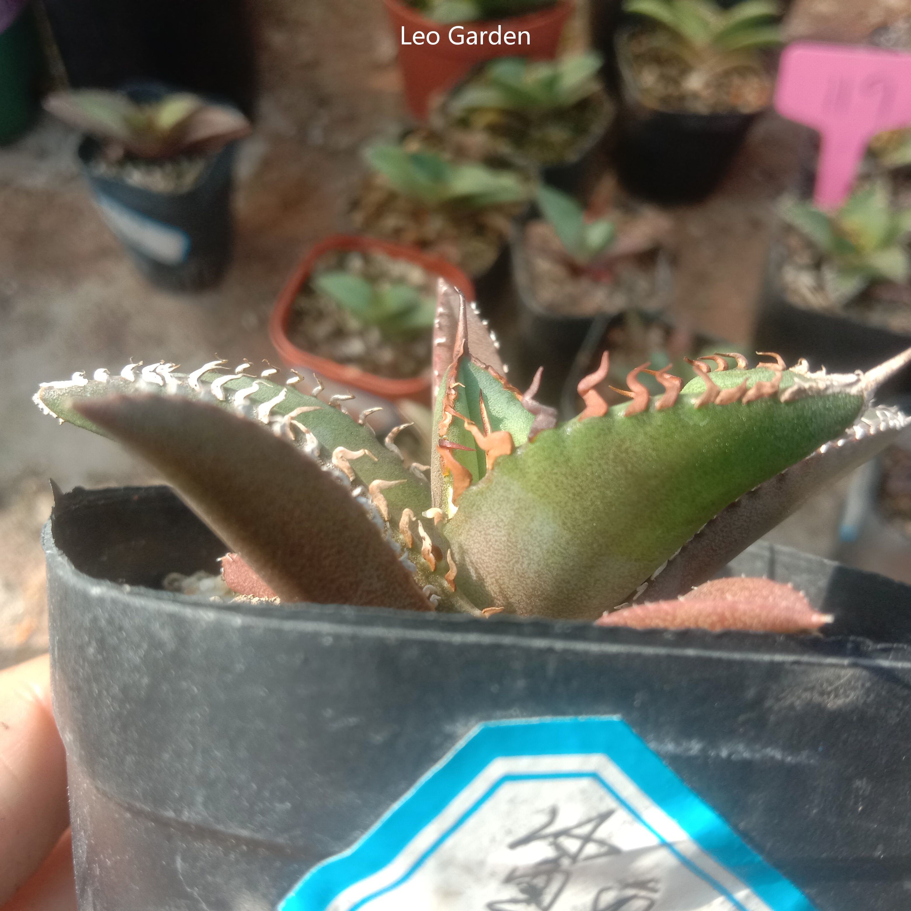 4-6cm Agave titanota Shark Sword（ tissue culture）