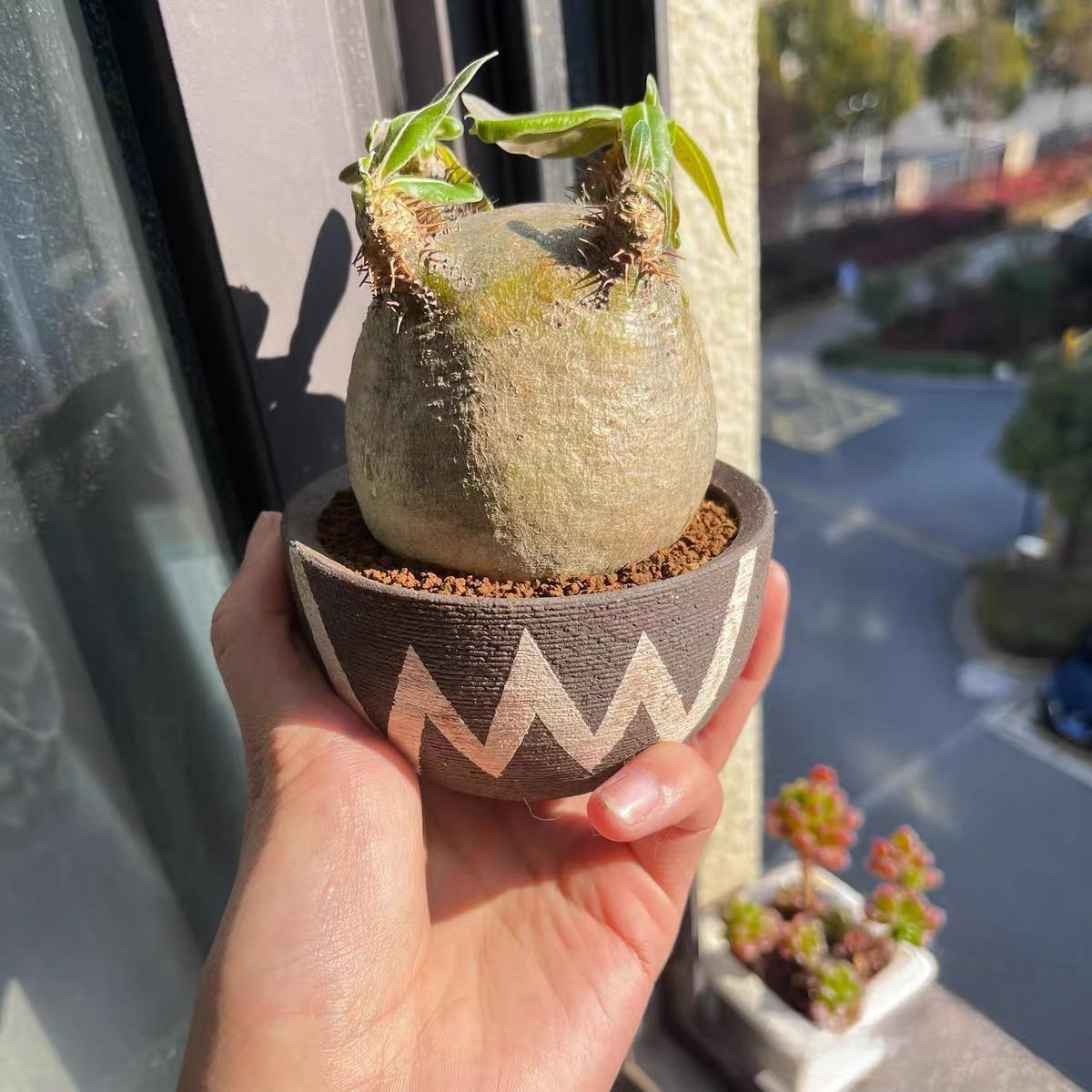 2-7cm Pachypodium rosulatum var gracilius