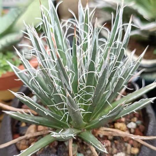 8-10cm Agave toumeyana subsp. bella（subadult）