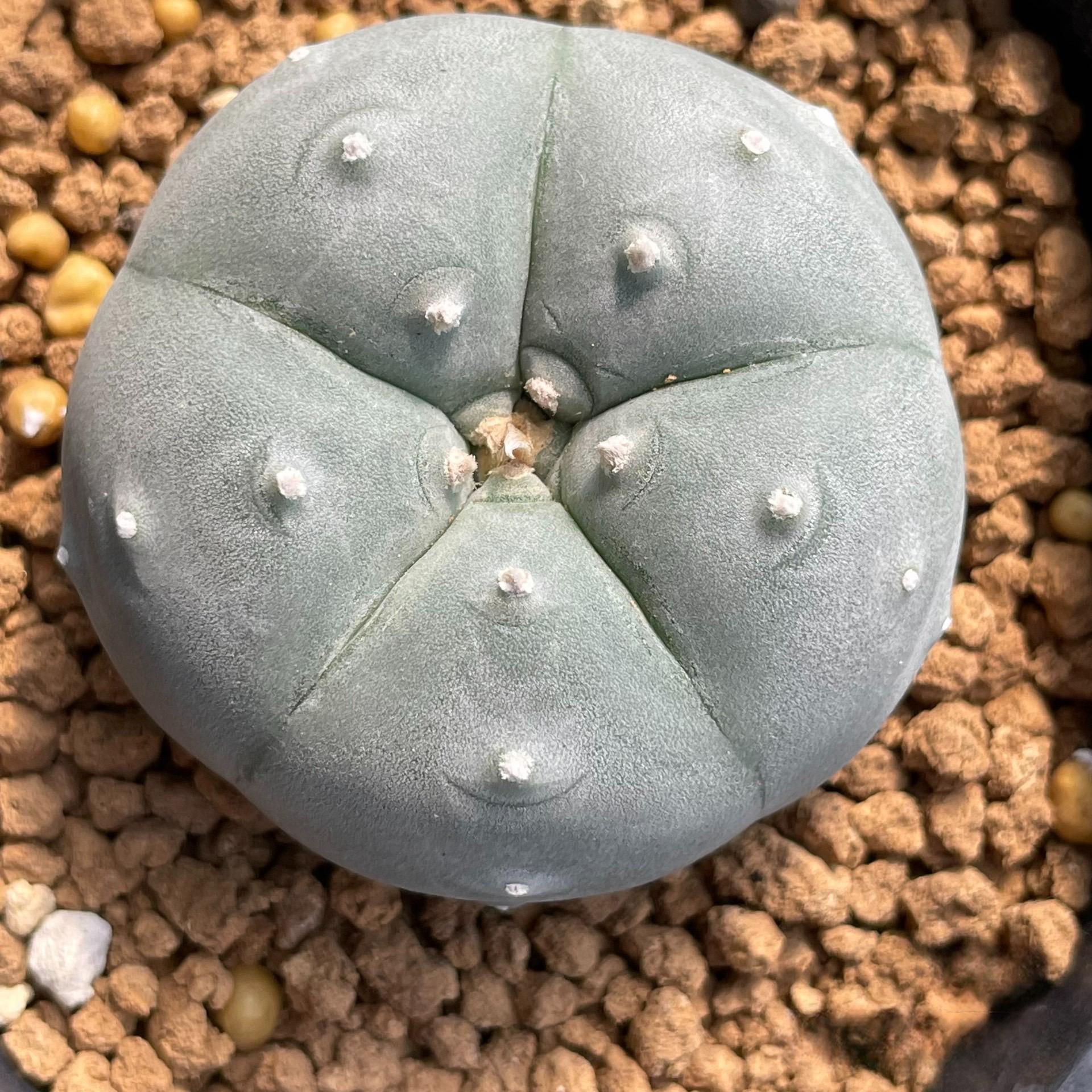 3-4cm Lophophora  williamsii white muscle （Japanese exports）