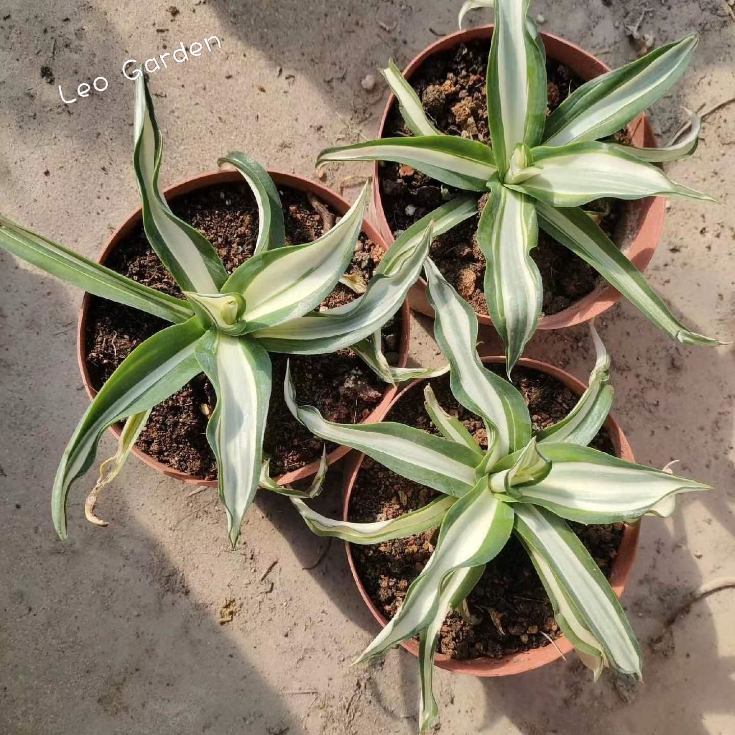 10-17cm Agave desmetiana mediopicta alba