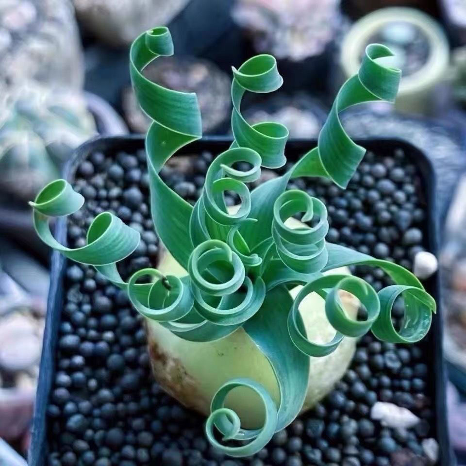 2-4cm Albuca namaquensis（Maybe remove some leaves）