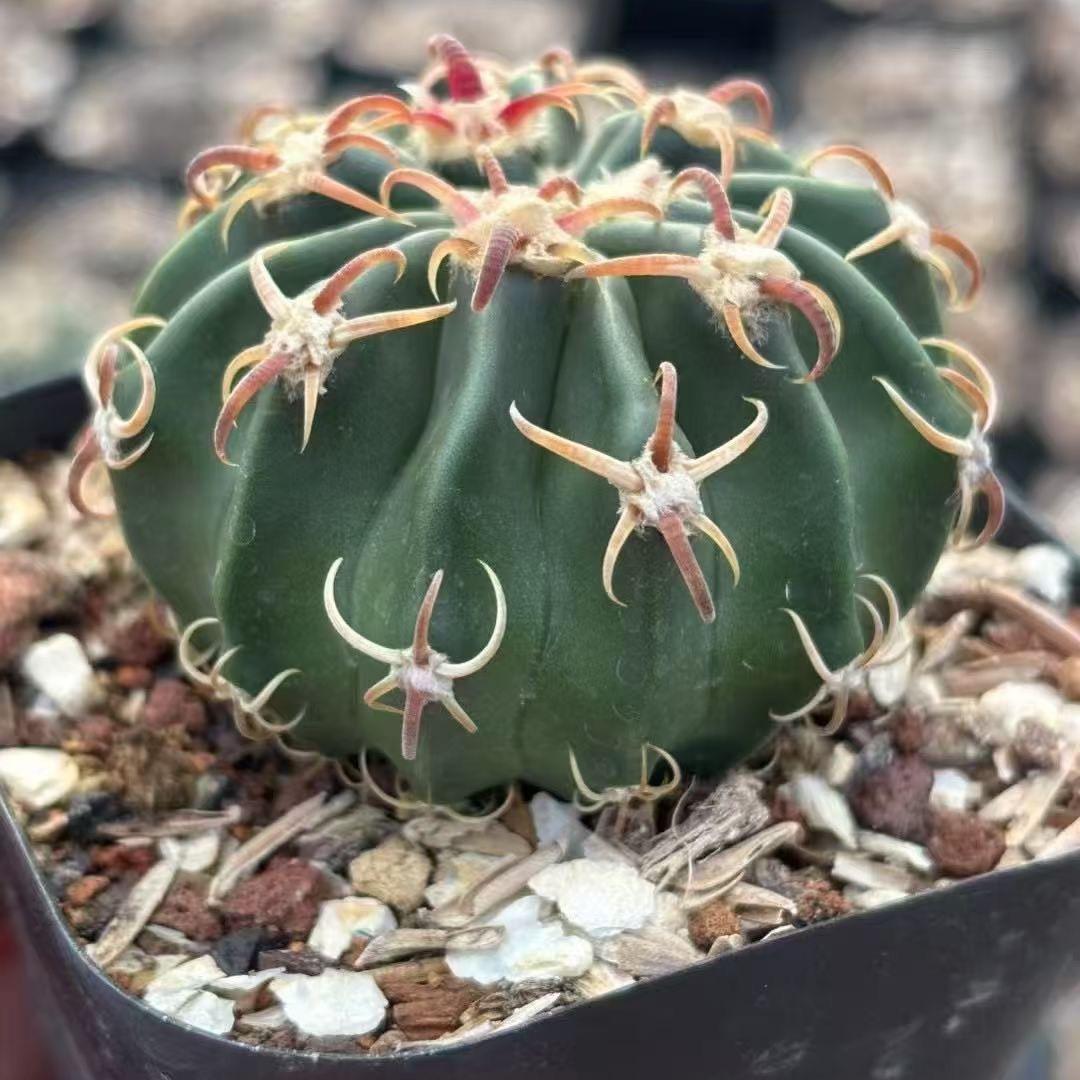 2-7cm echinocactus texensis