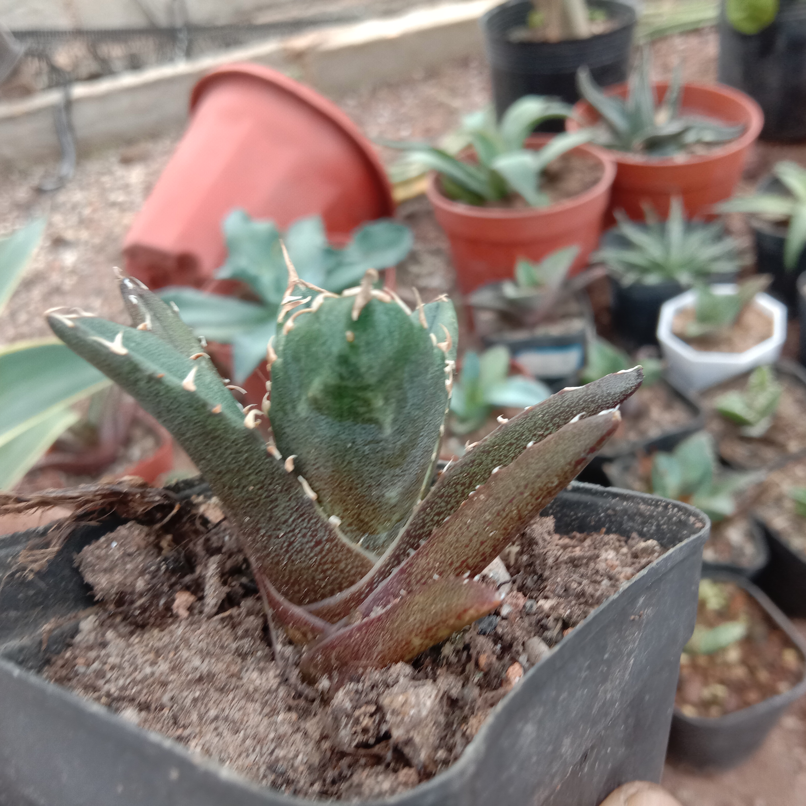 5-14cm Agave titanota “crazy”