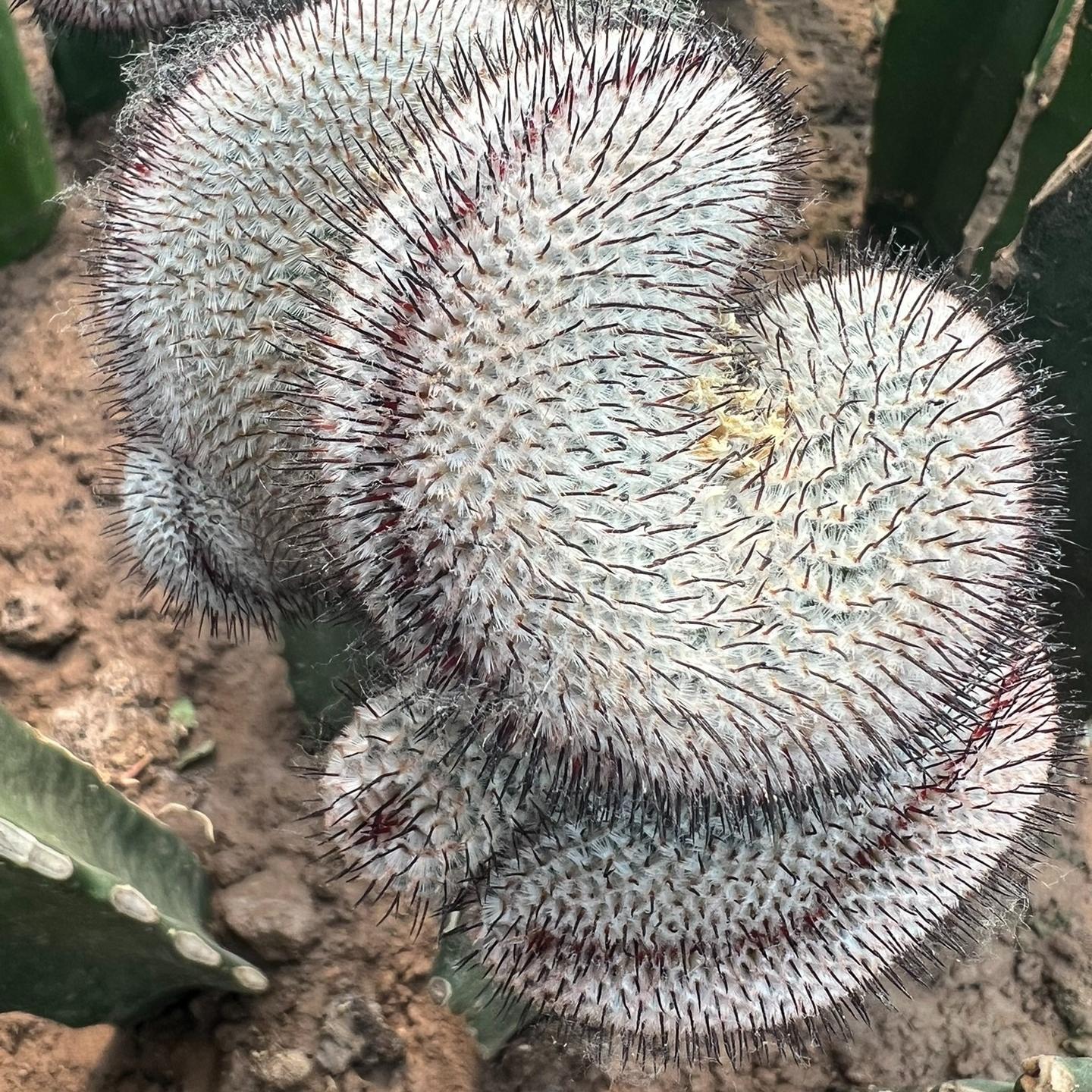 5-8cm Mammillaria perezdelarosae（（variegated）
