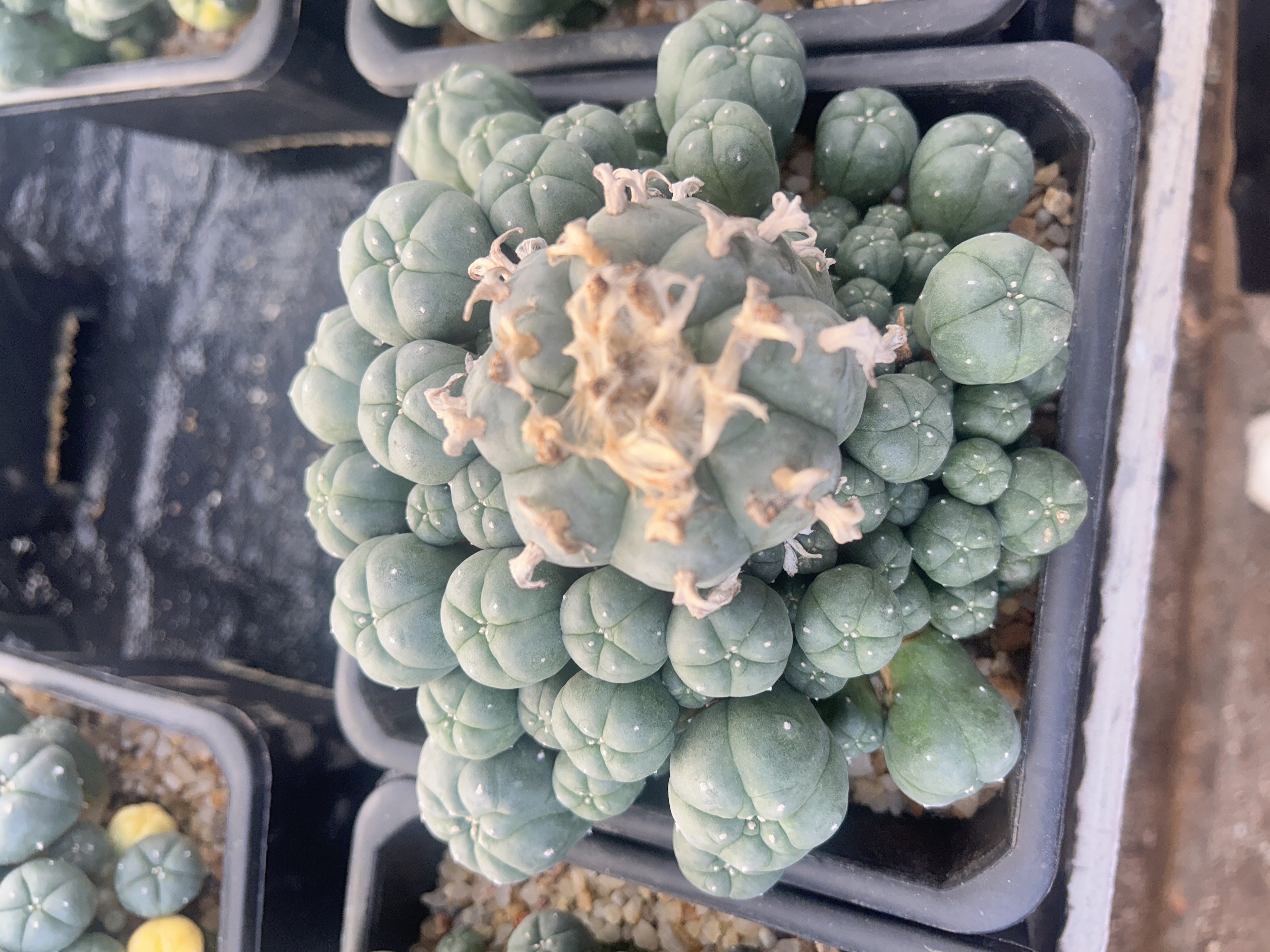 1.5-11cm Lophophora williamsii