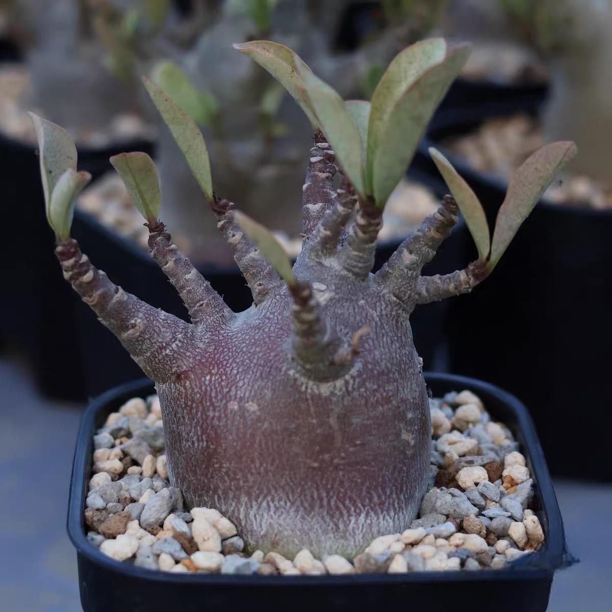 4-12cm Adenium arabicum 'Godji'