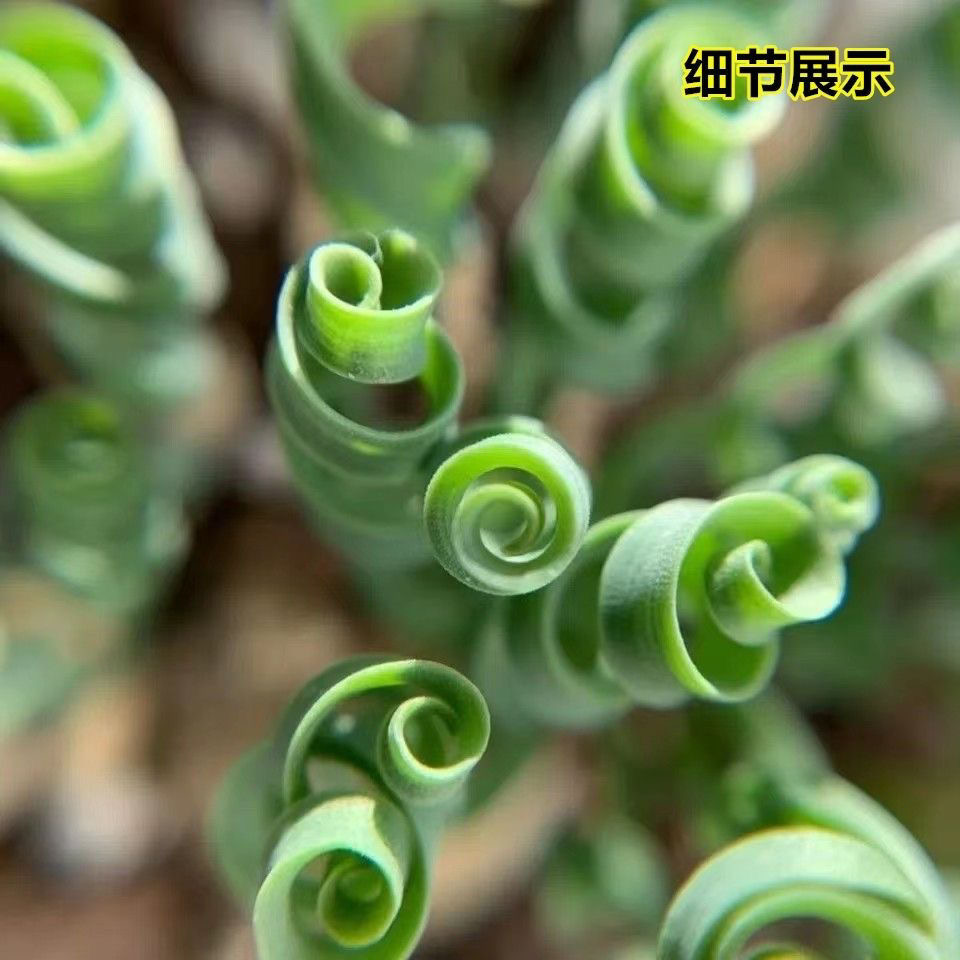 2-4cm Albuca namaquensis（Maybe remove some leaves）
