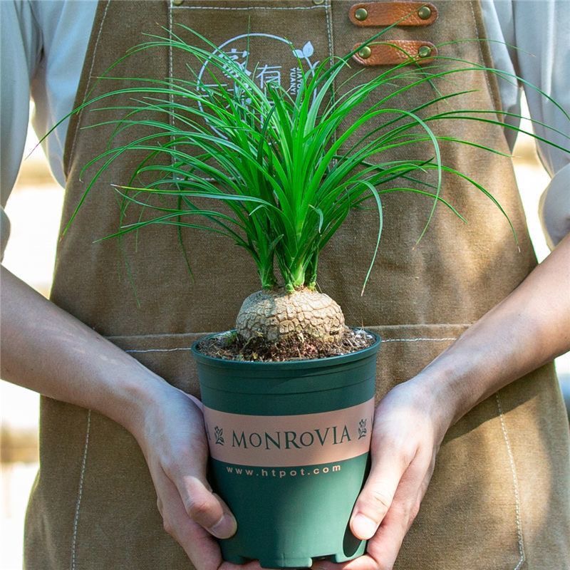 5-10cm Beaucarnea recurvata （Possible removal of some leaves）