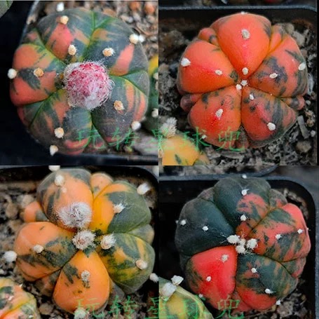 2-6cm Astrophytum asterias  variegated