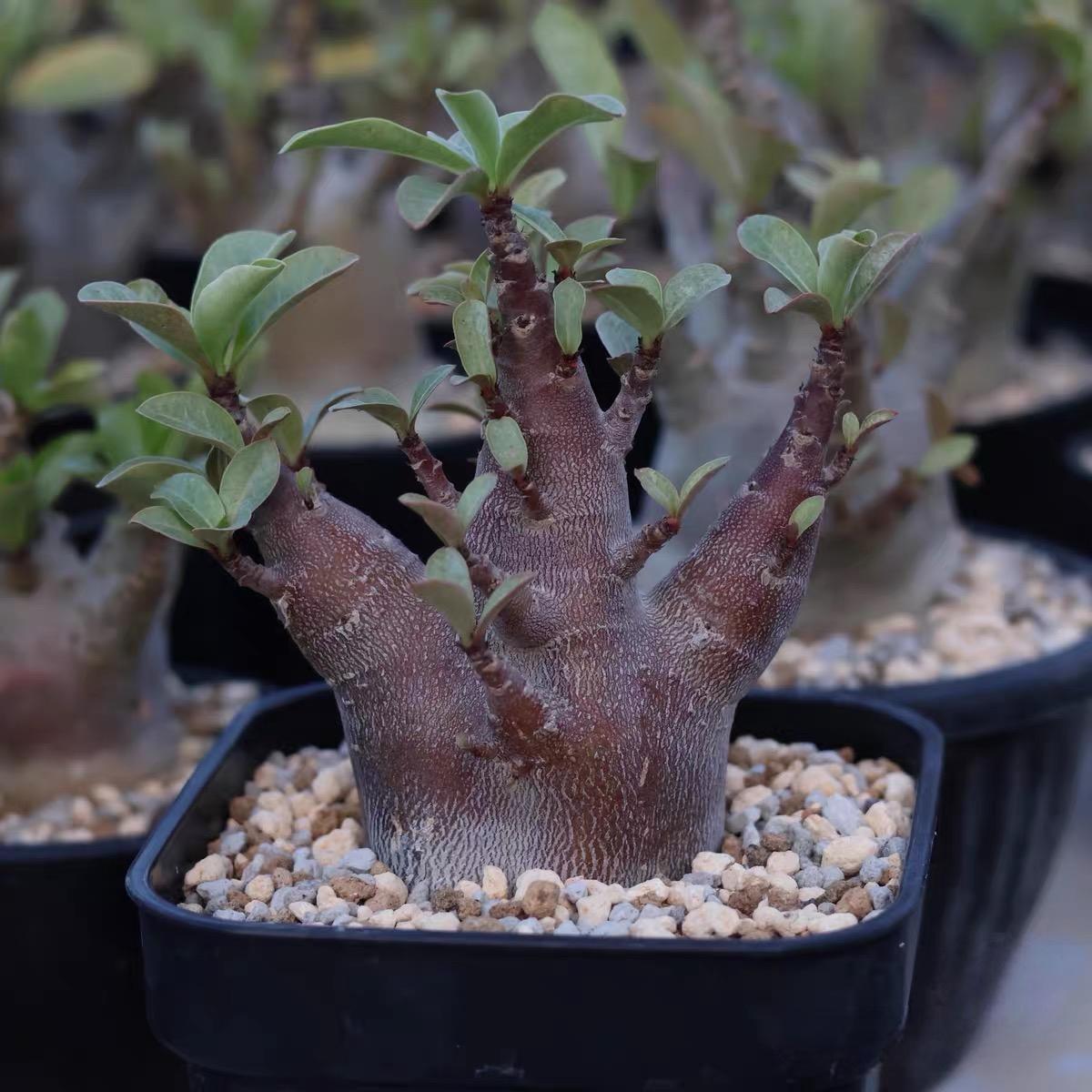 4-12cm Adenium arabicum 'Godji'