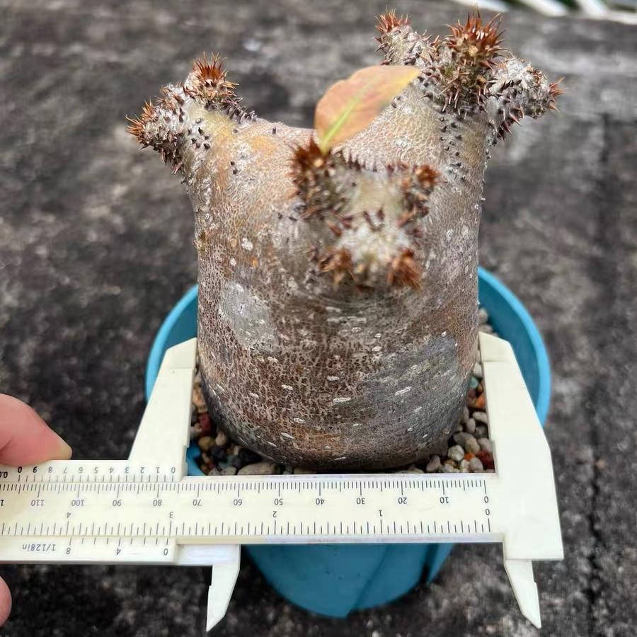 2-6cm Pachypodium rosulatum subsp. makayense